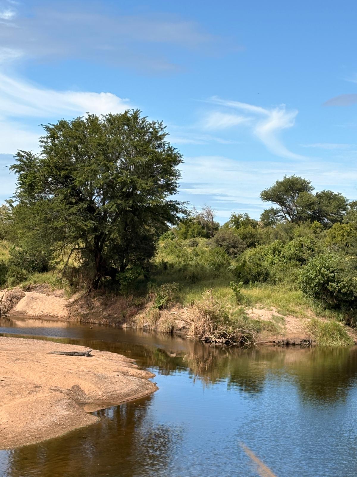 Kruger — The Lions Day
