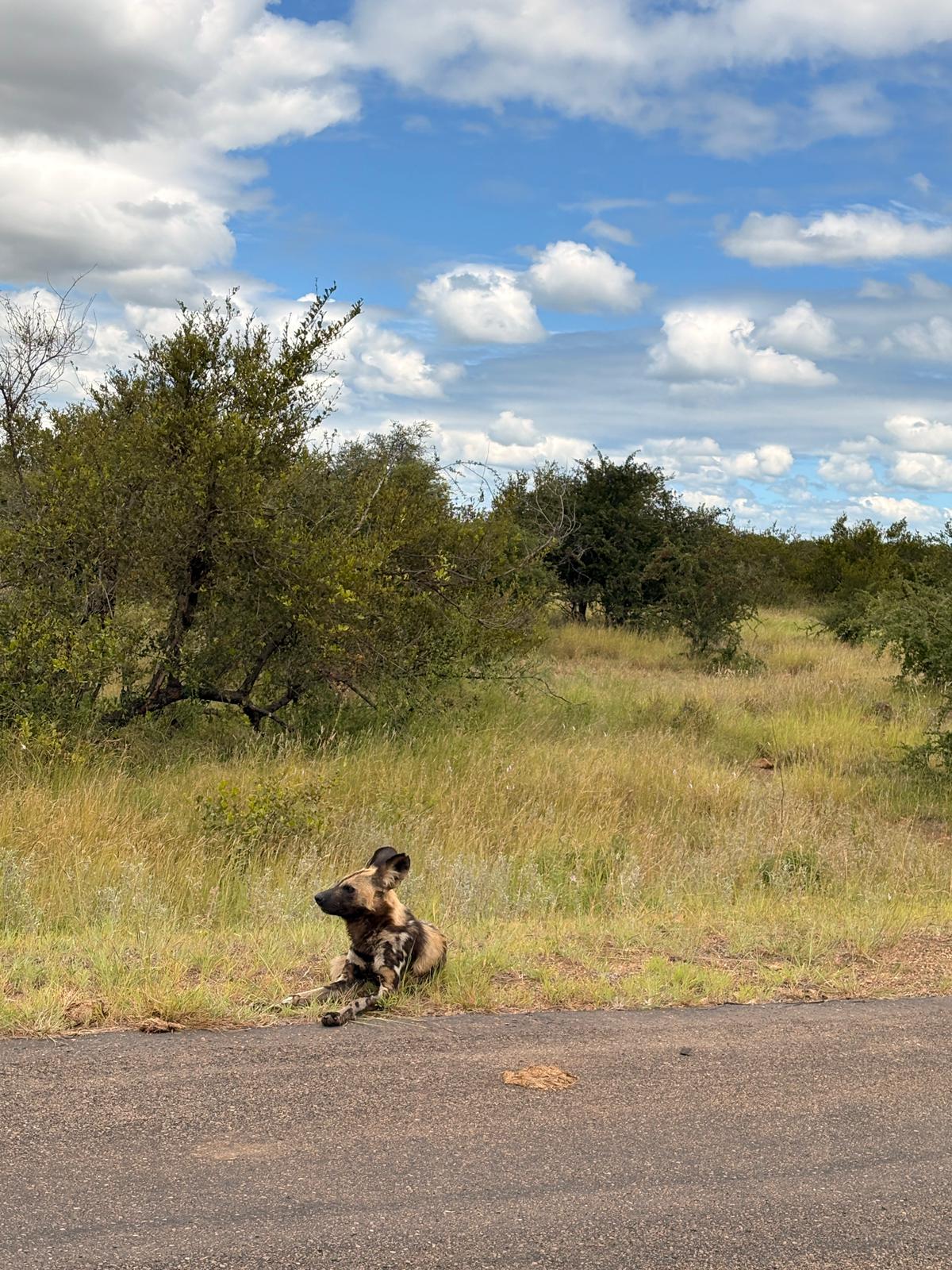 Wild dog