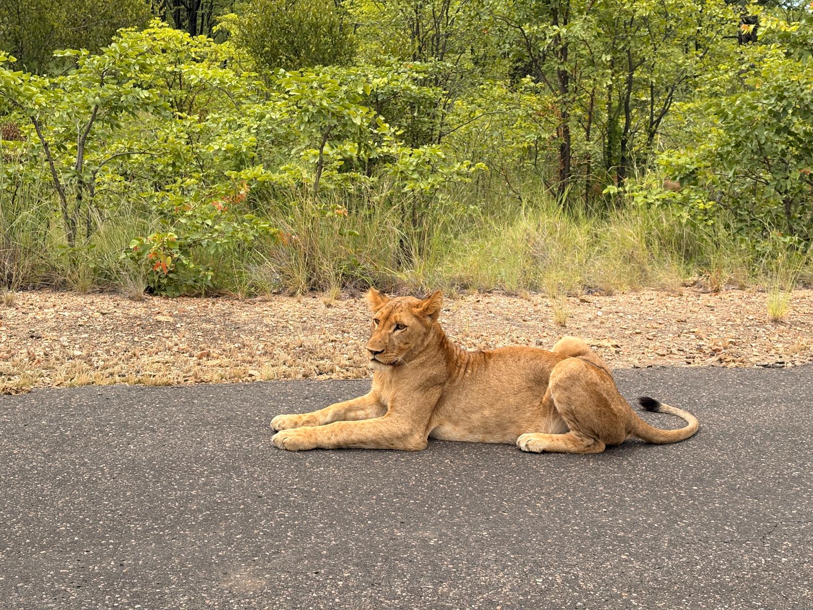 Kruger — The Lions Day