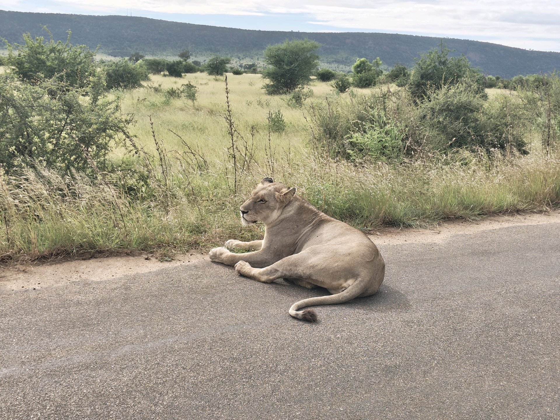 Kruger — The Lions Day