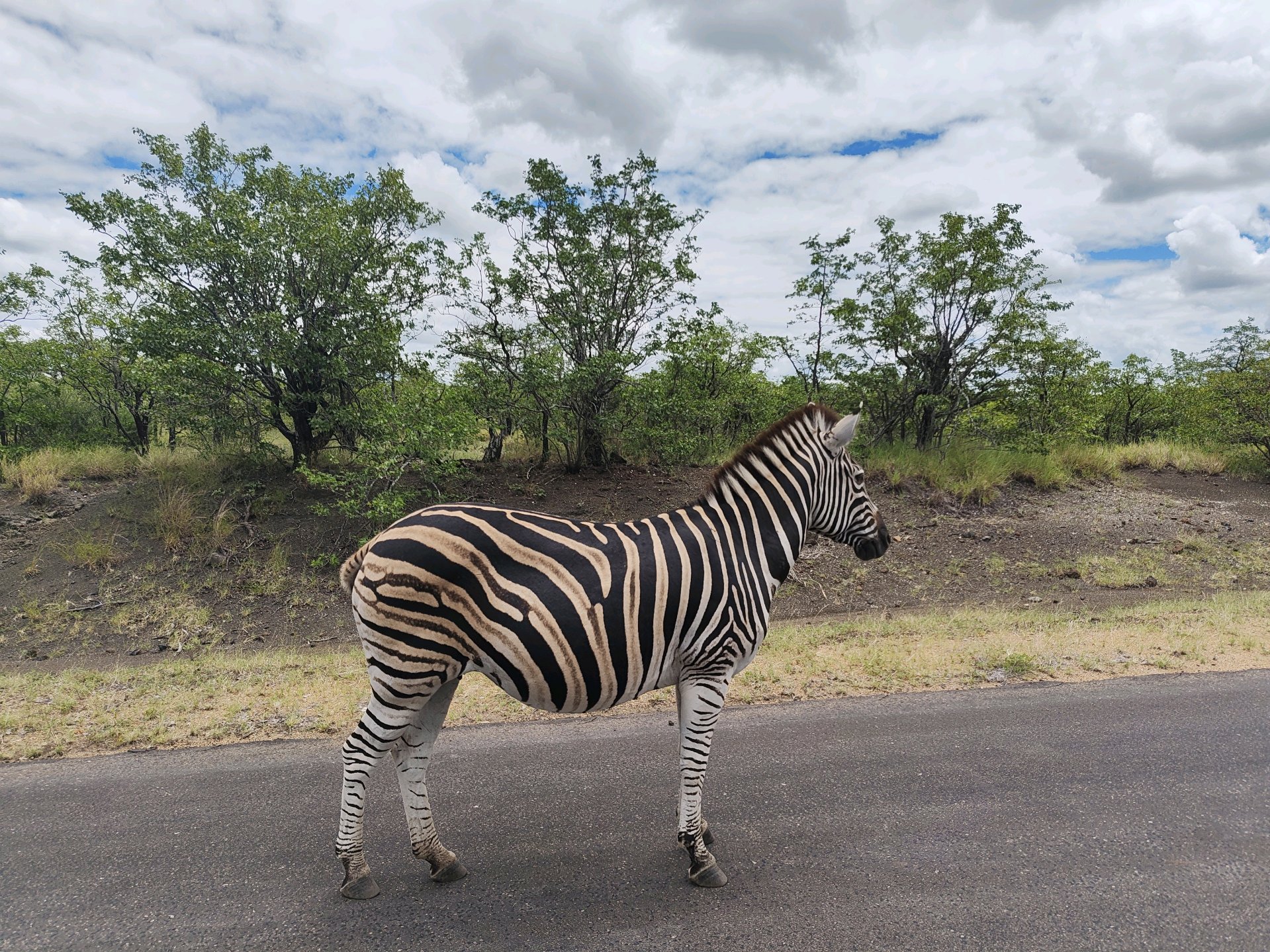 Kruger — The Lions Day