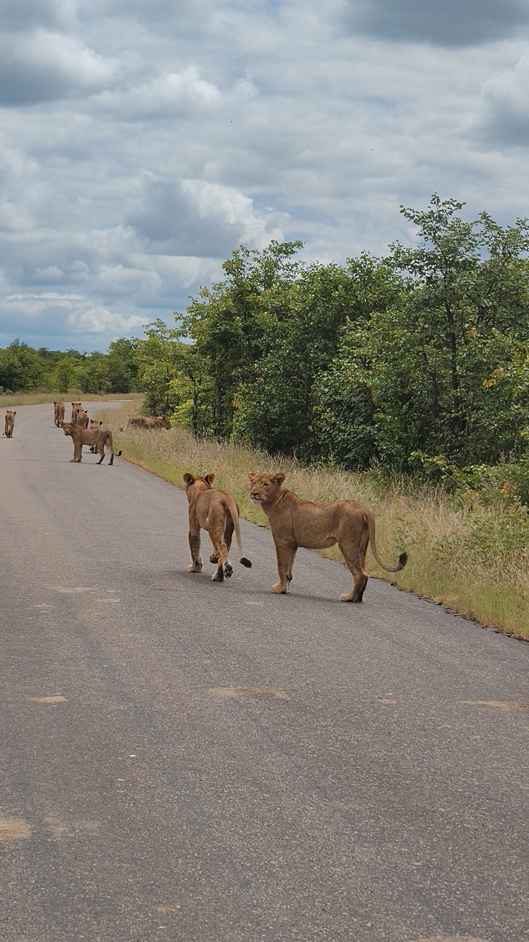 Kruger — The Lions Day