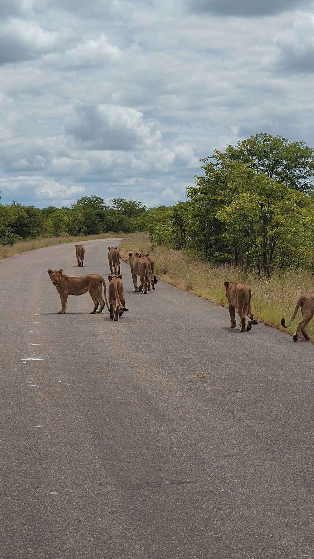 Kruger — The Lions Day