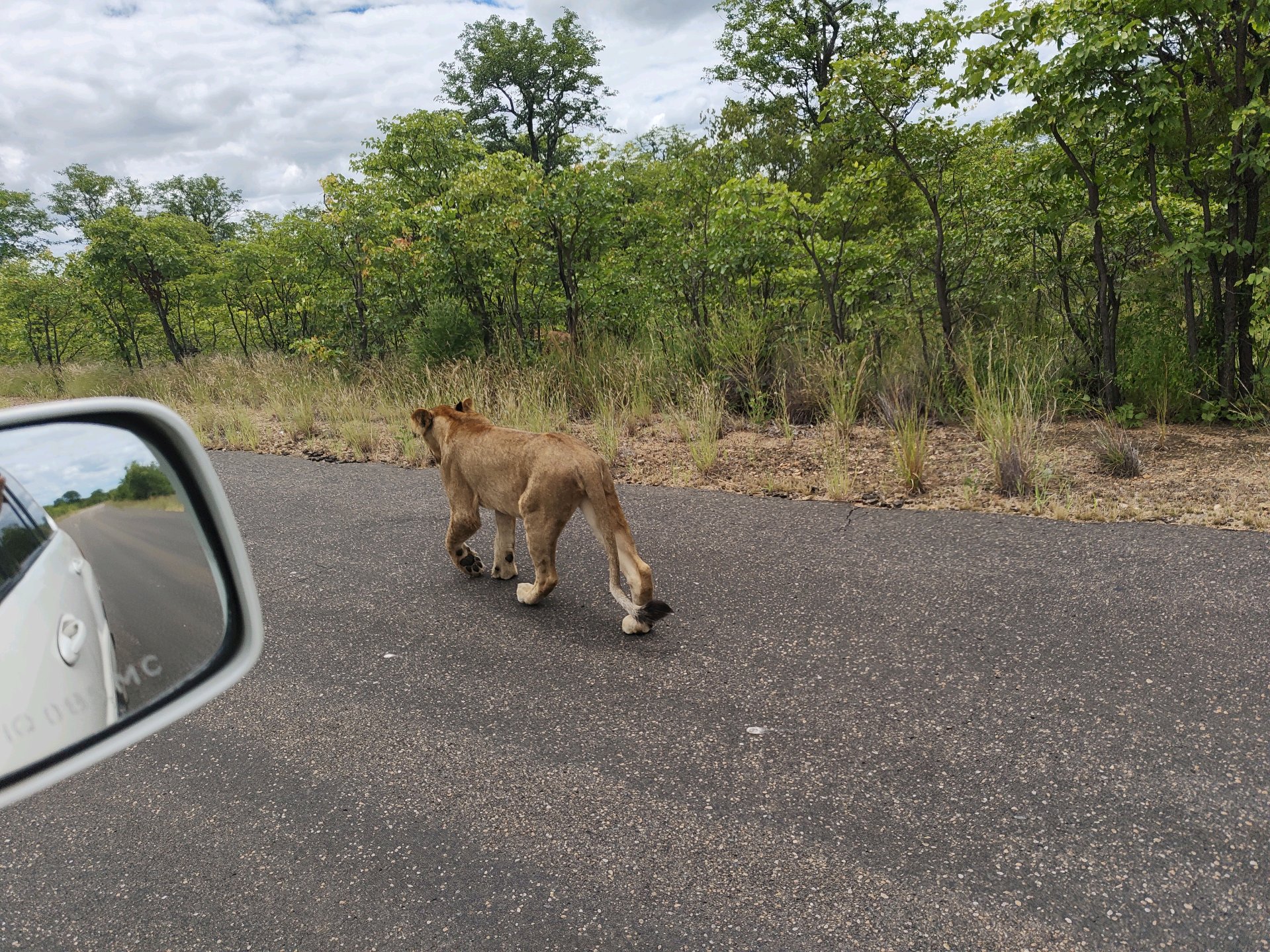 Kruger — The Lions Day