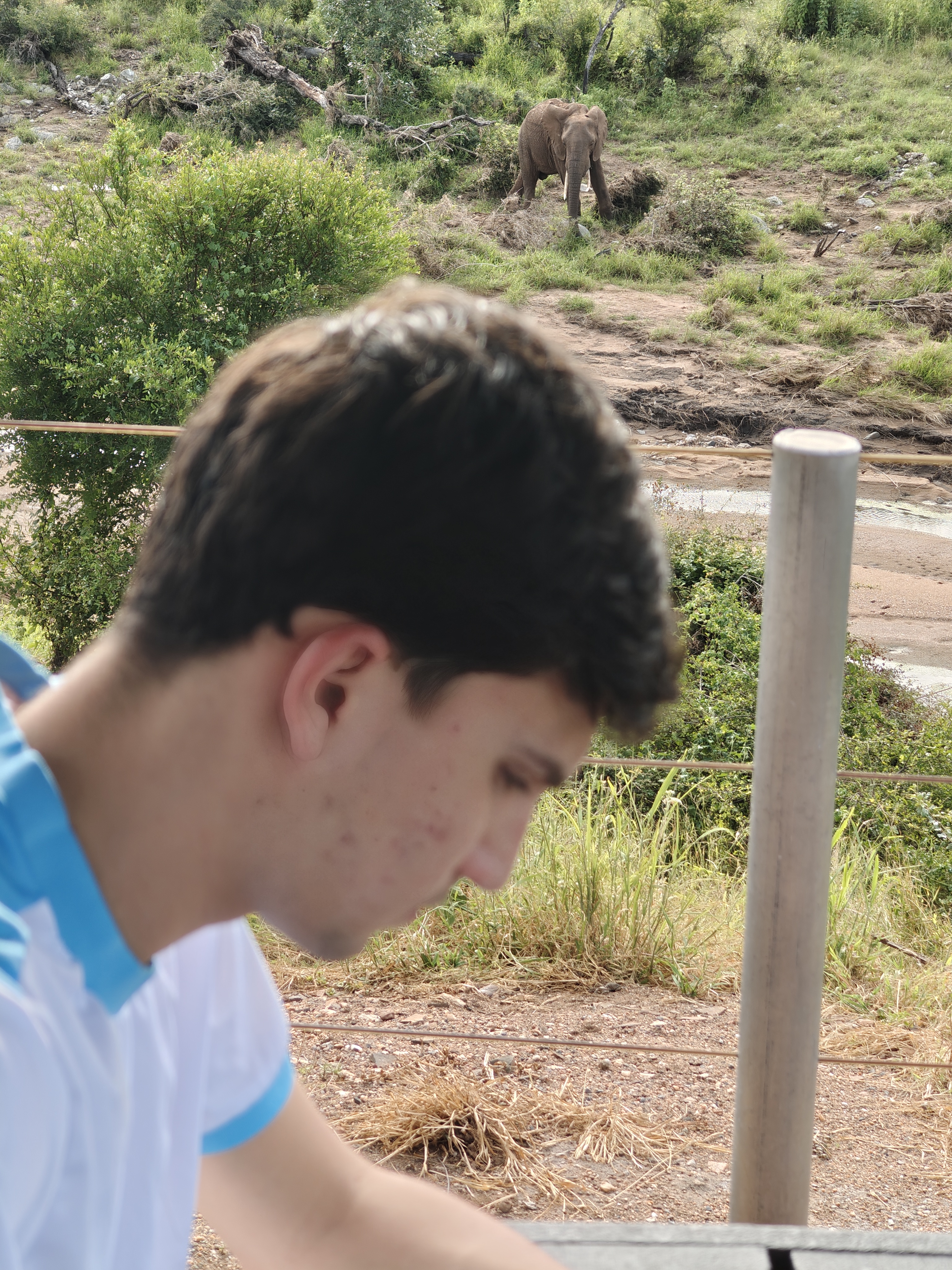 Kruger — The Lions Day