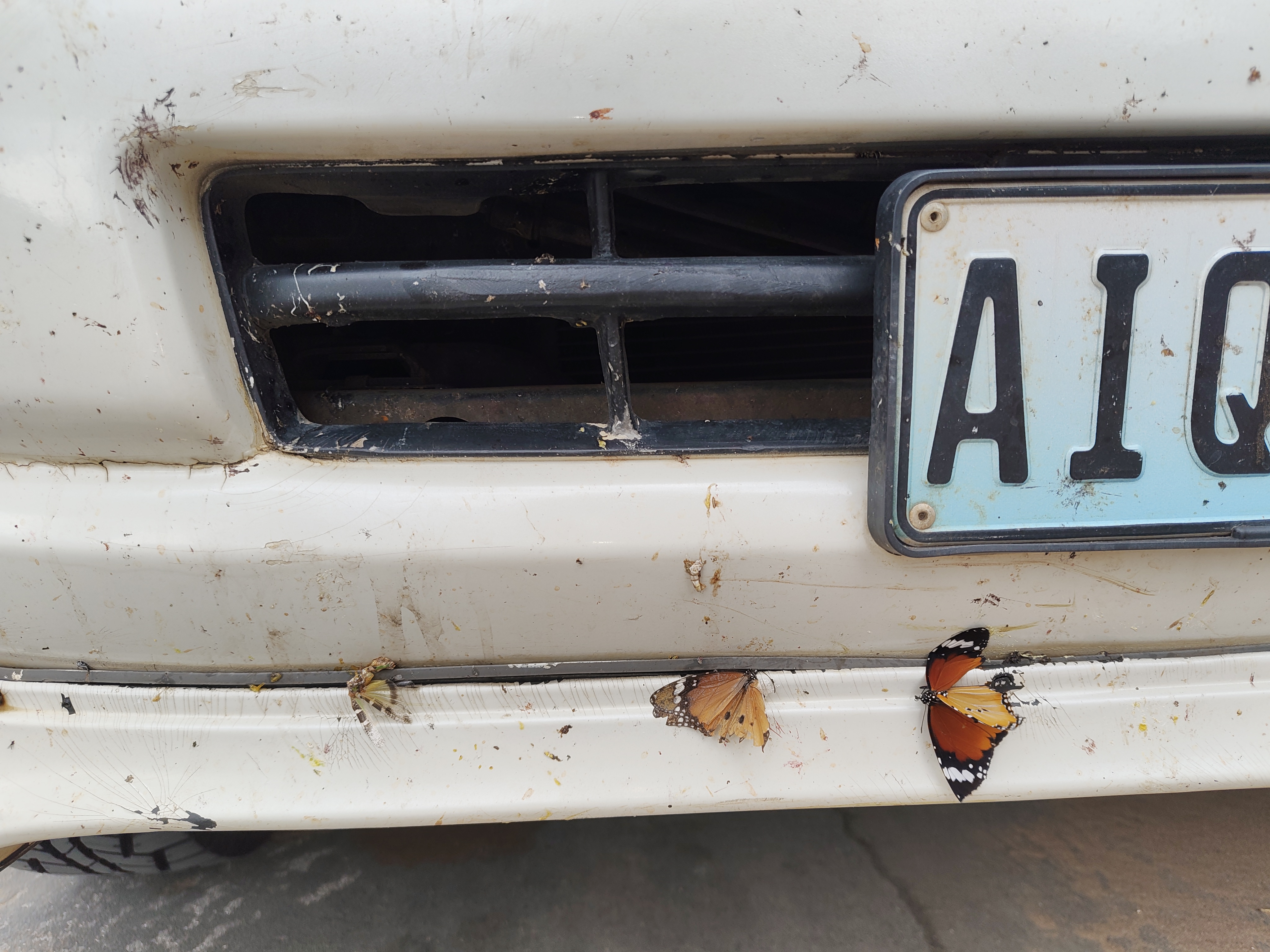 Bugs love our car — the Kalahari left its mark