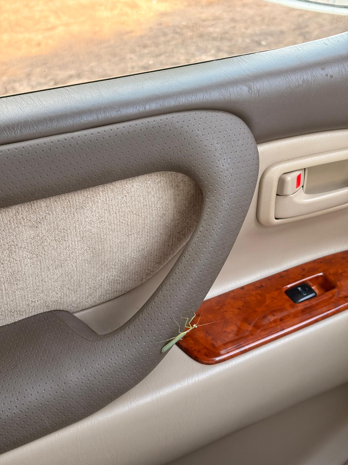 Bugs love our car II — evidence of 2,000 kilometers on African roads