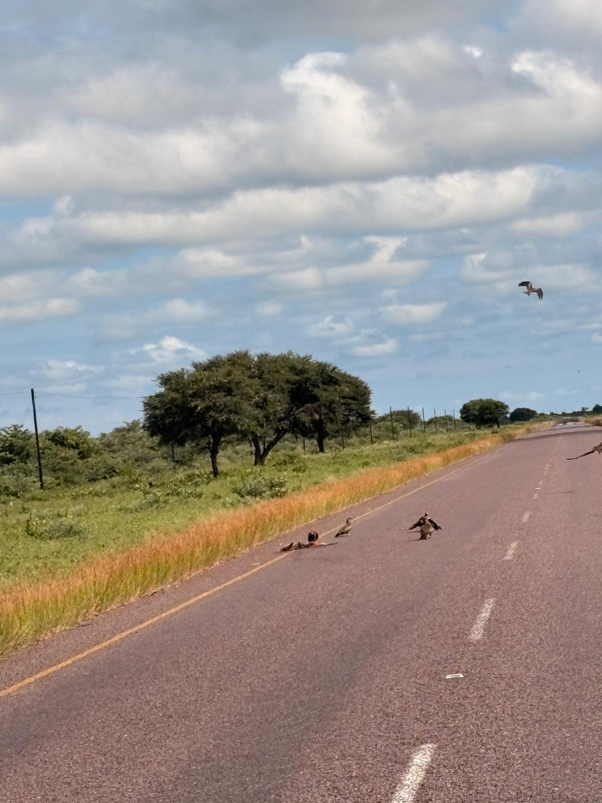 Unforgiving nature — birds feeding on a jackal carcass by the roadside