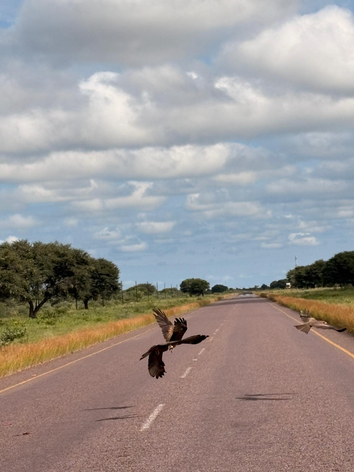 Road companion — endless straights, endless conversations