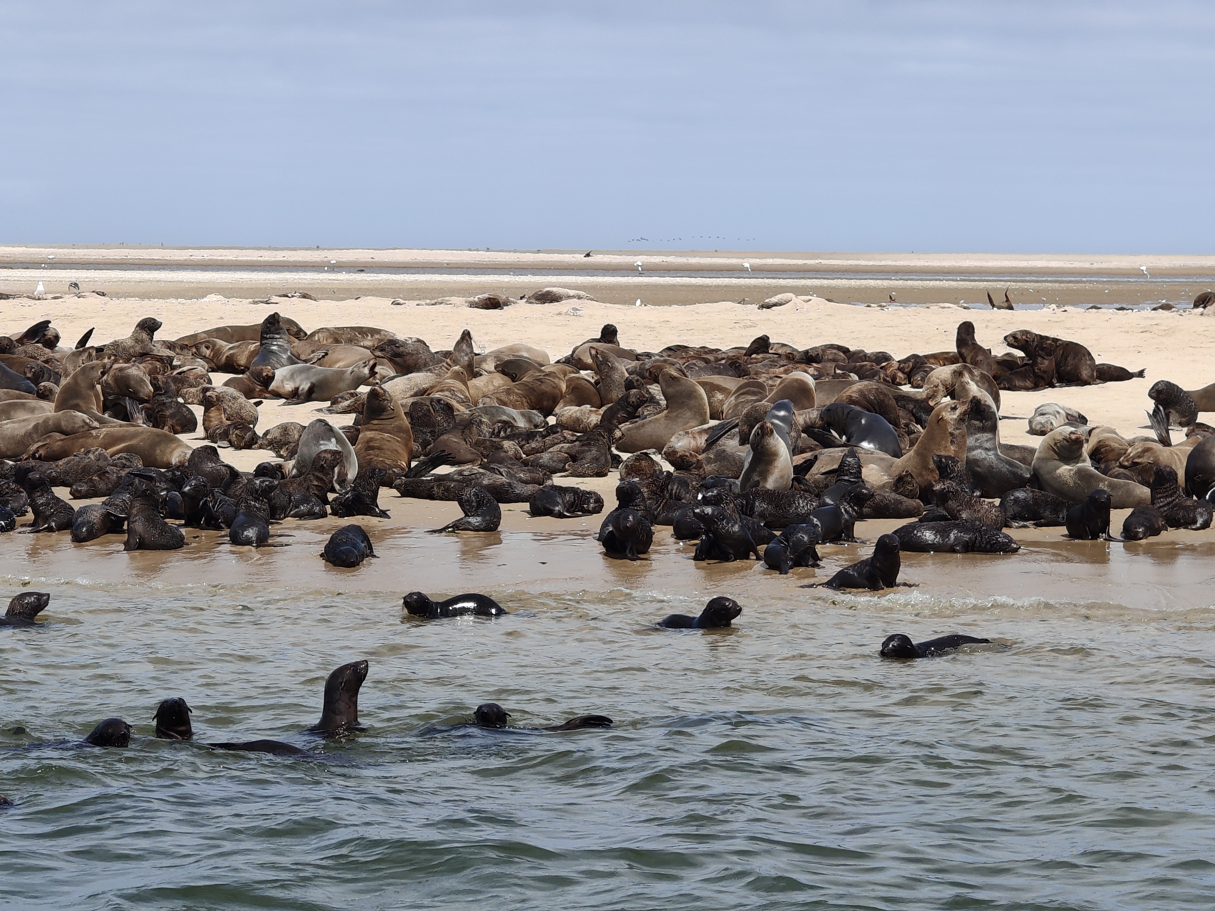 Walvis Bay — The Seal & Pelican Rain