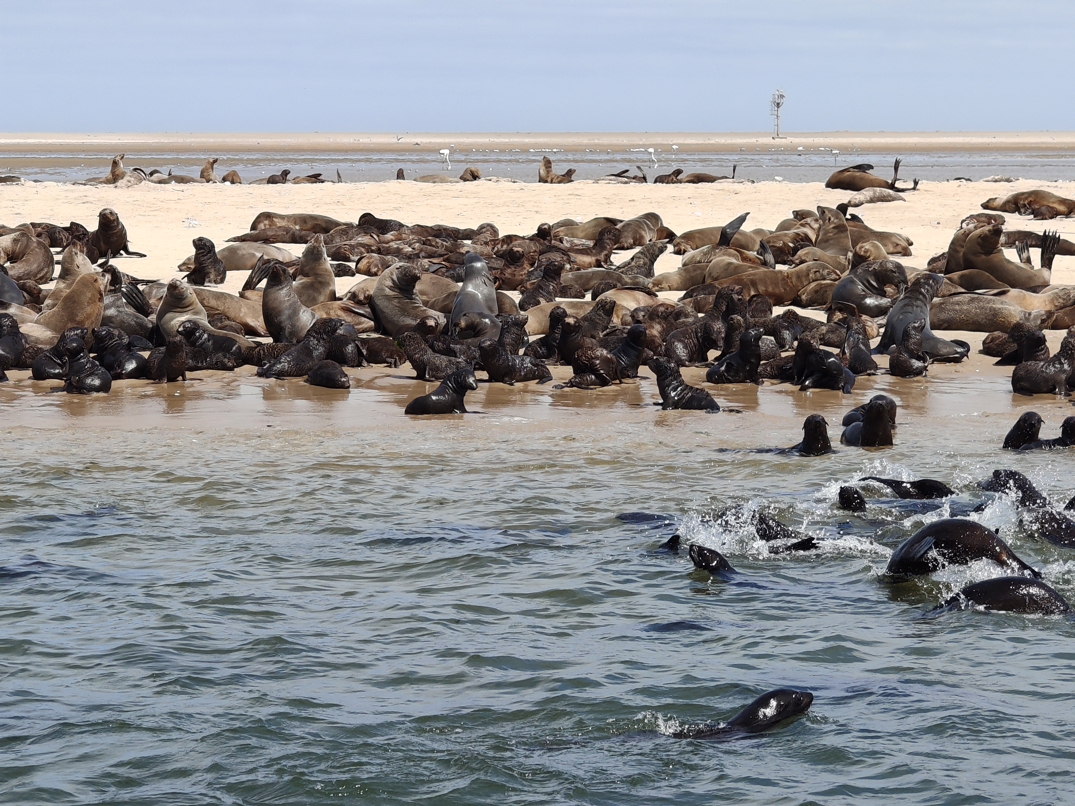 Walvis Bay — The Seal & Pelican Rain