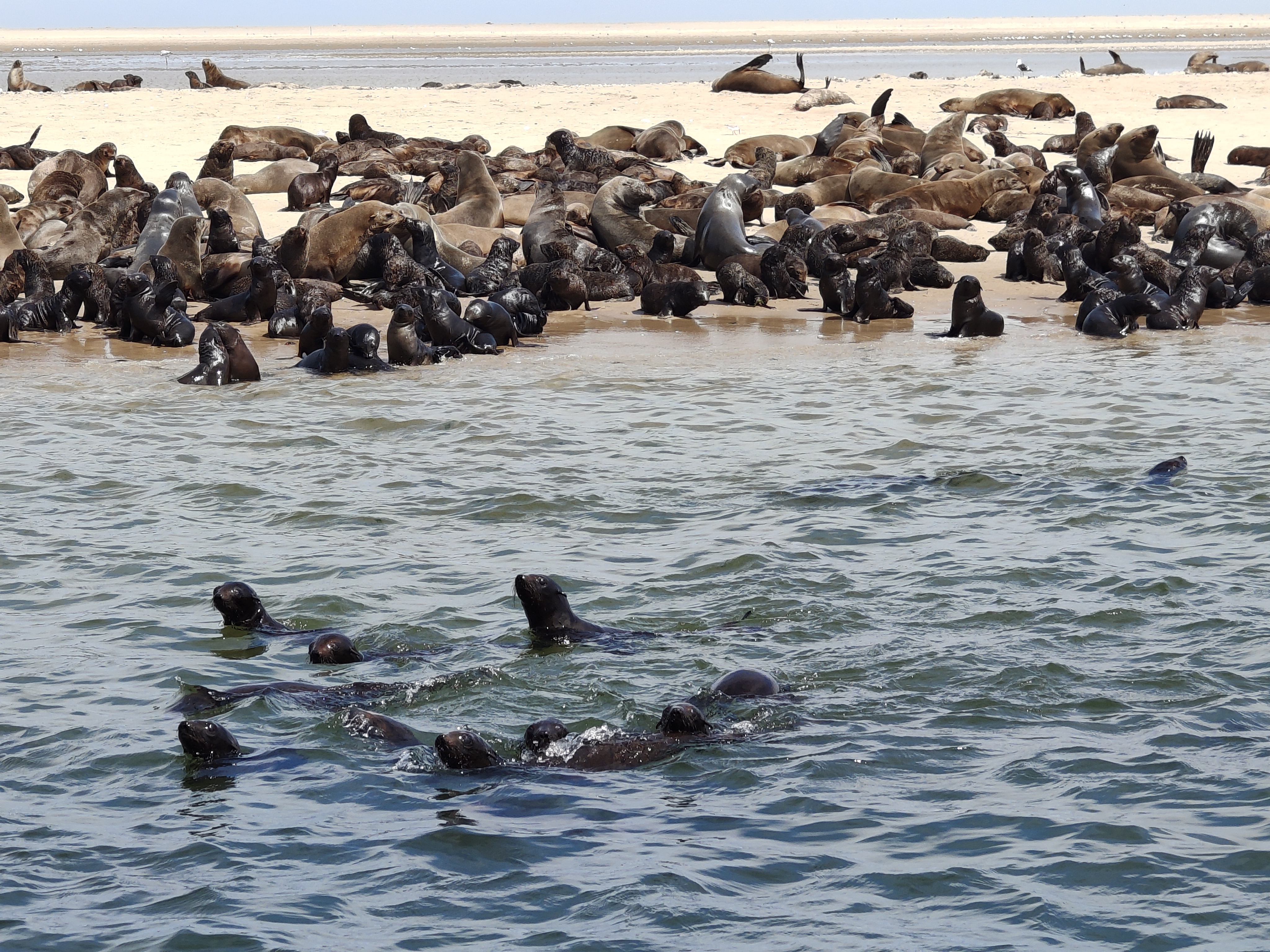 Walvis Bay — The Seal & Pelican Rain