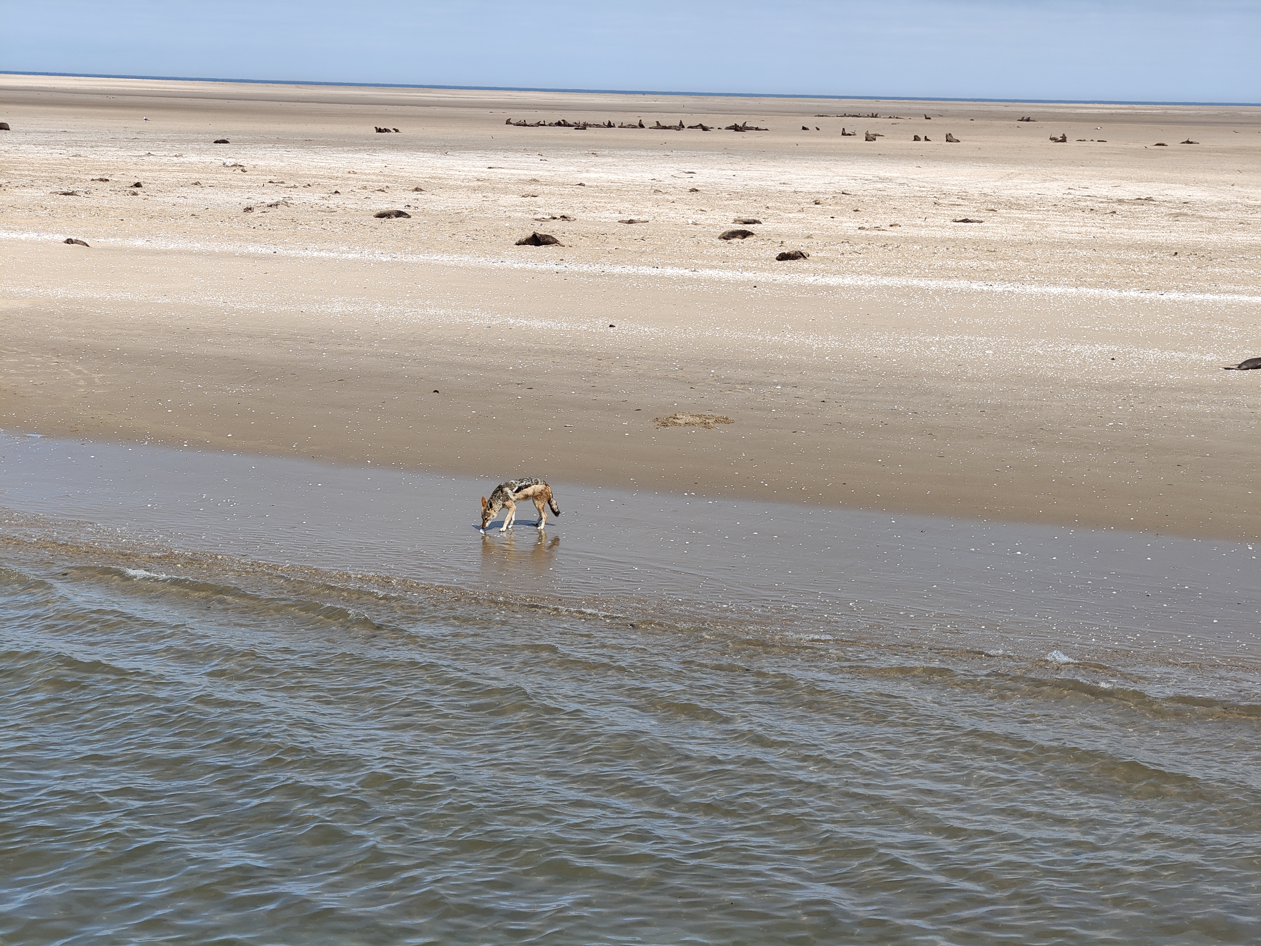 Walvis Bay — The Seal & Pelican Rain