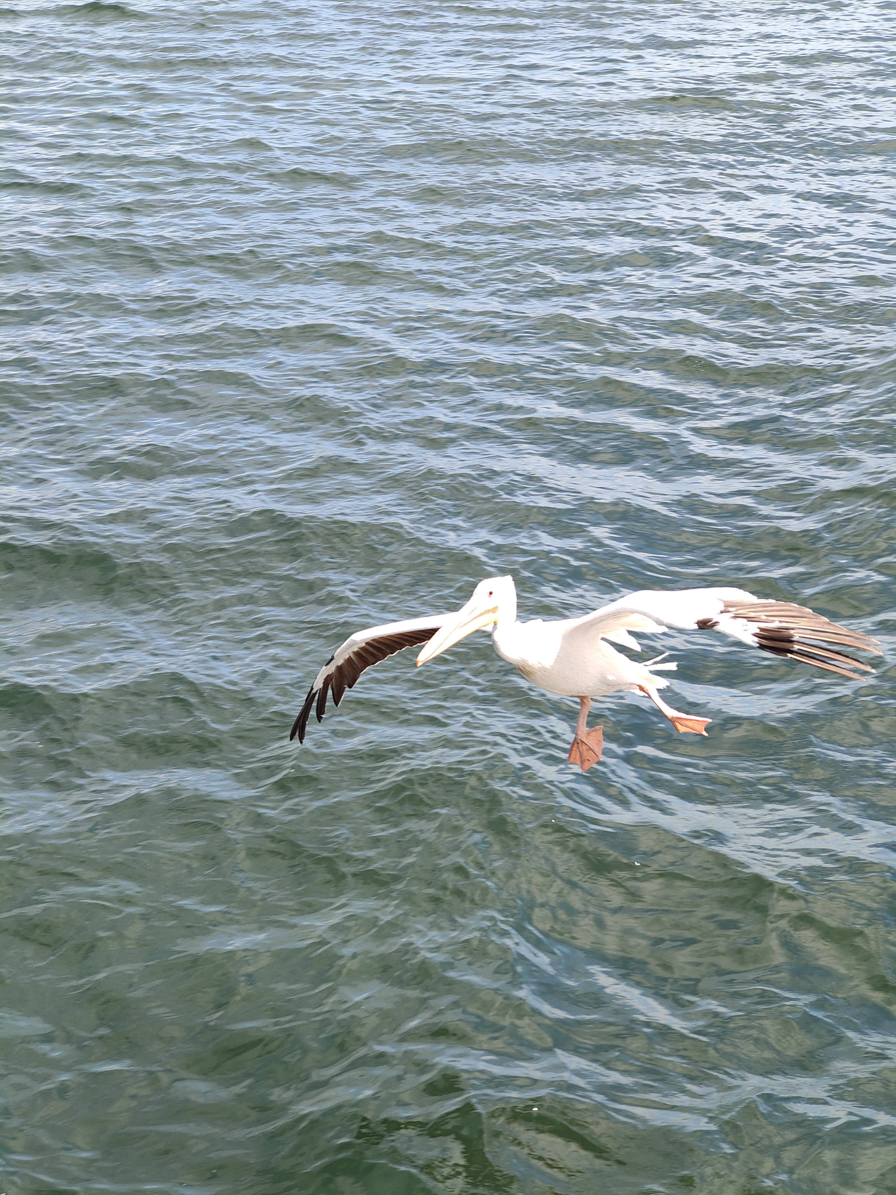 Walvis Bay — The Seal & Pelican Rain