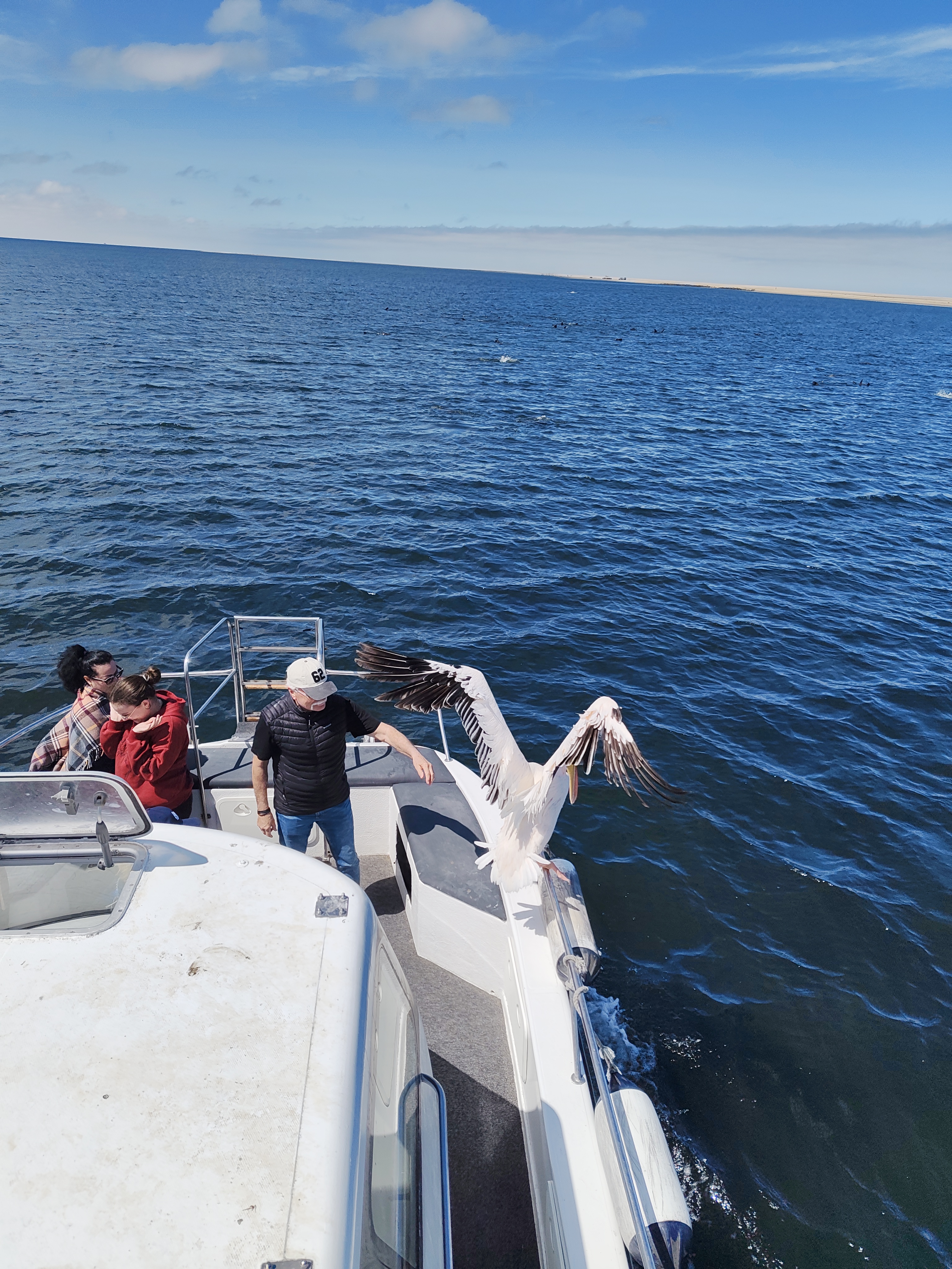 Walvis Bay — The Seal & Pelican Rain