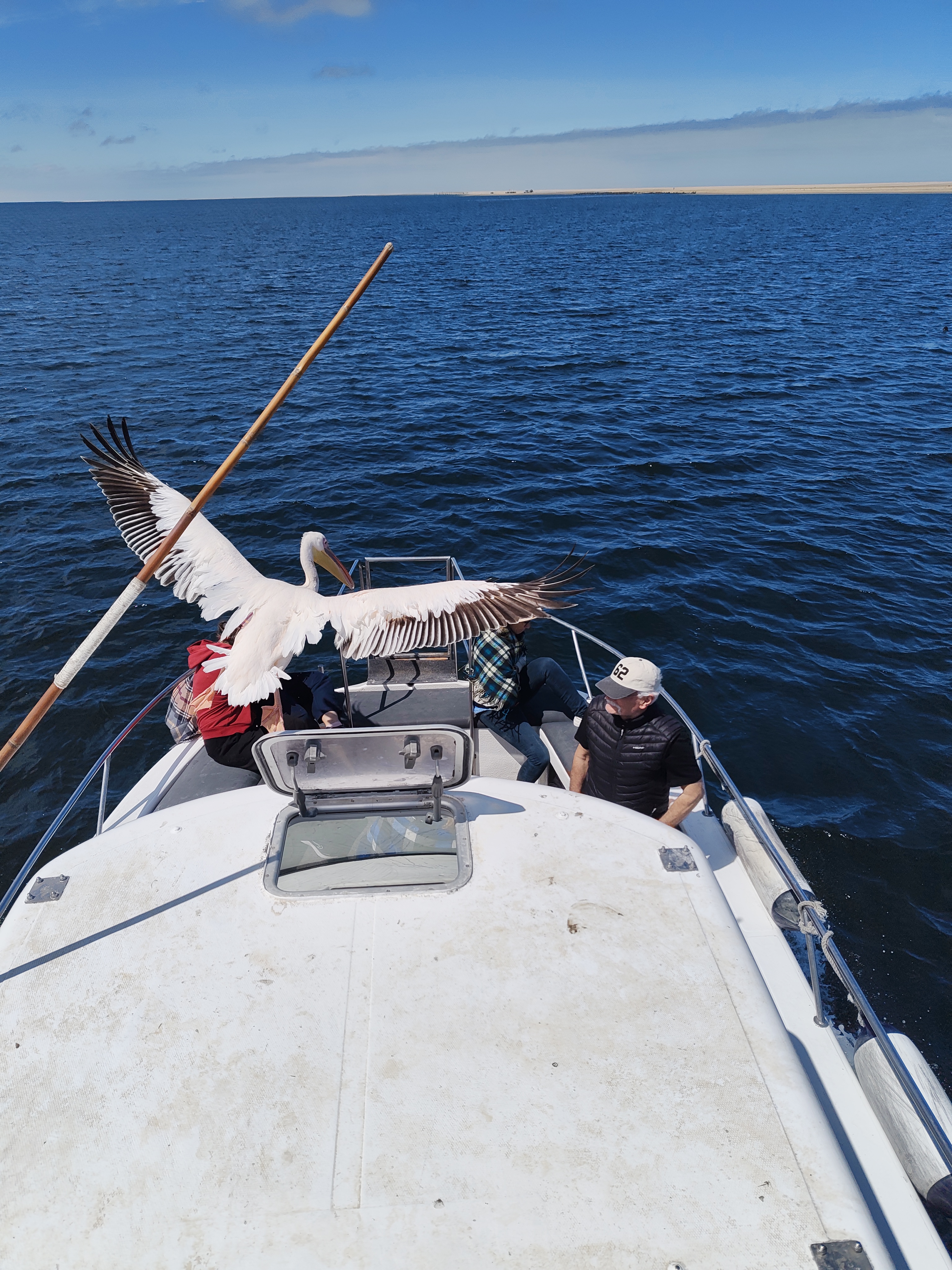 Walvis Bay — The Seal & Pelican Rain
