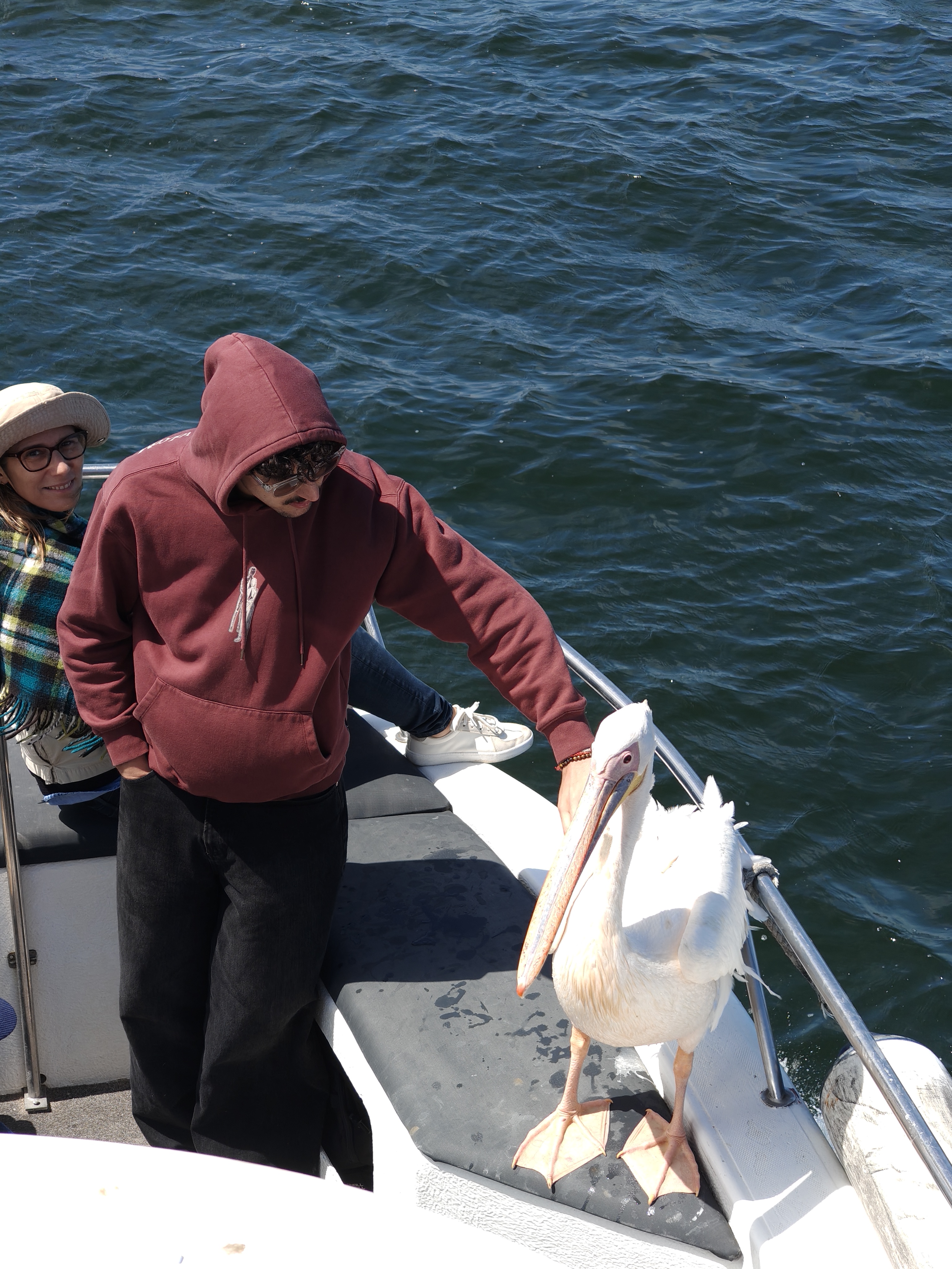 Walvis Bay — The Seal & Pelican Rain