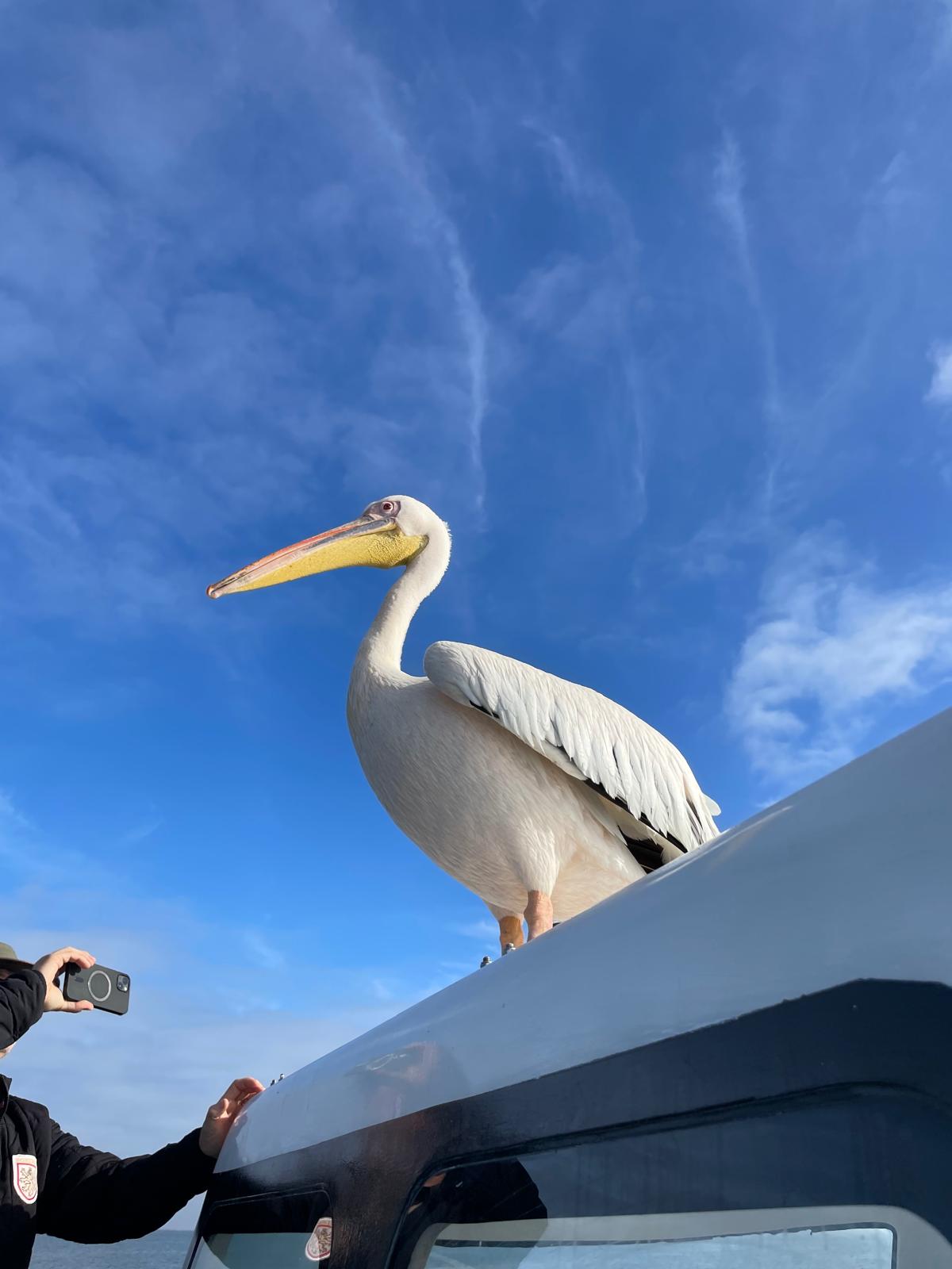 Walvis Bay — The Seal & Pelican Rain