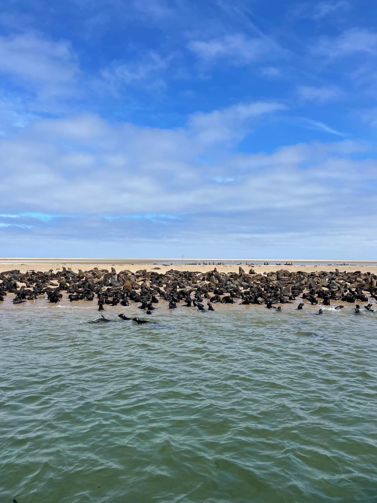 Walvis Bay — The Seal & Pelican Rain