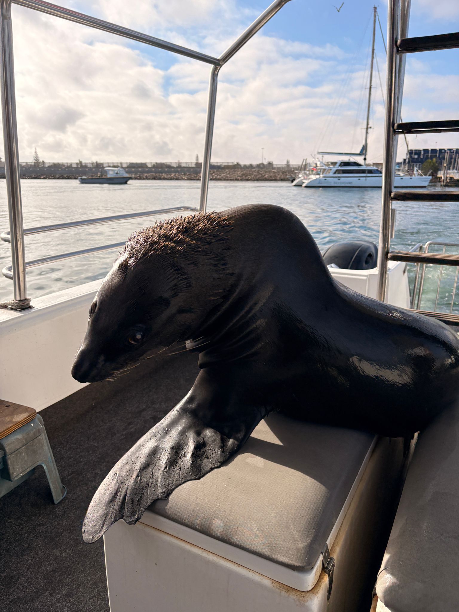 Walvis Bay — The Seal & Pelican Rain