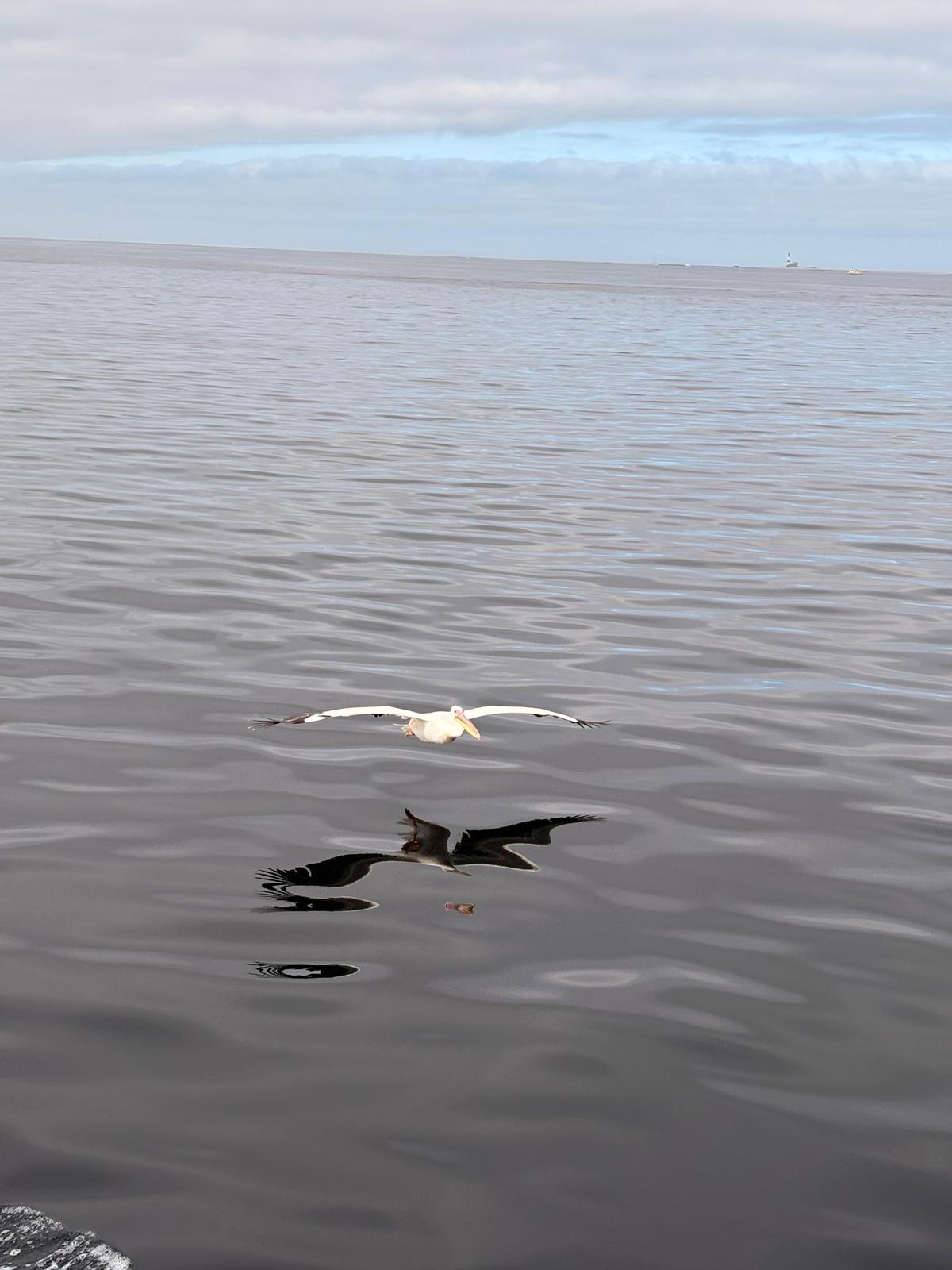 Walvis Bay — The Seal & Pelican Rain