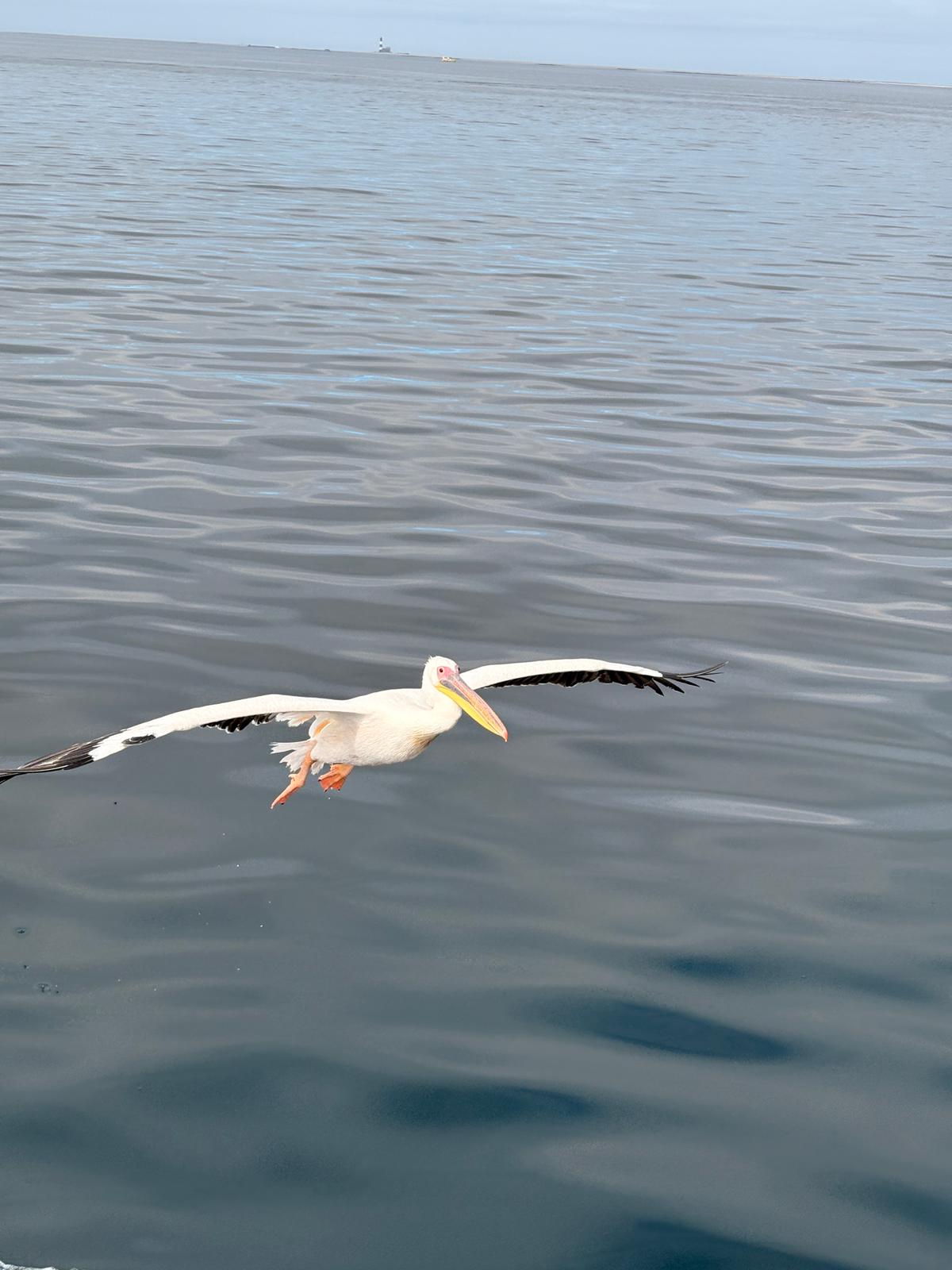 Walvis Bay — The Seal & Pelican Rain