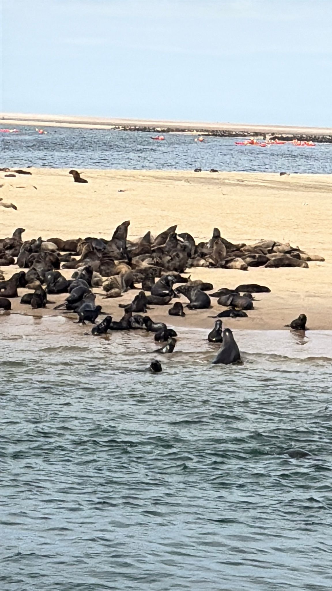 Walvis Bay — The Seal & Pelican Rain