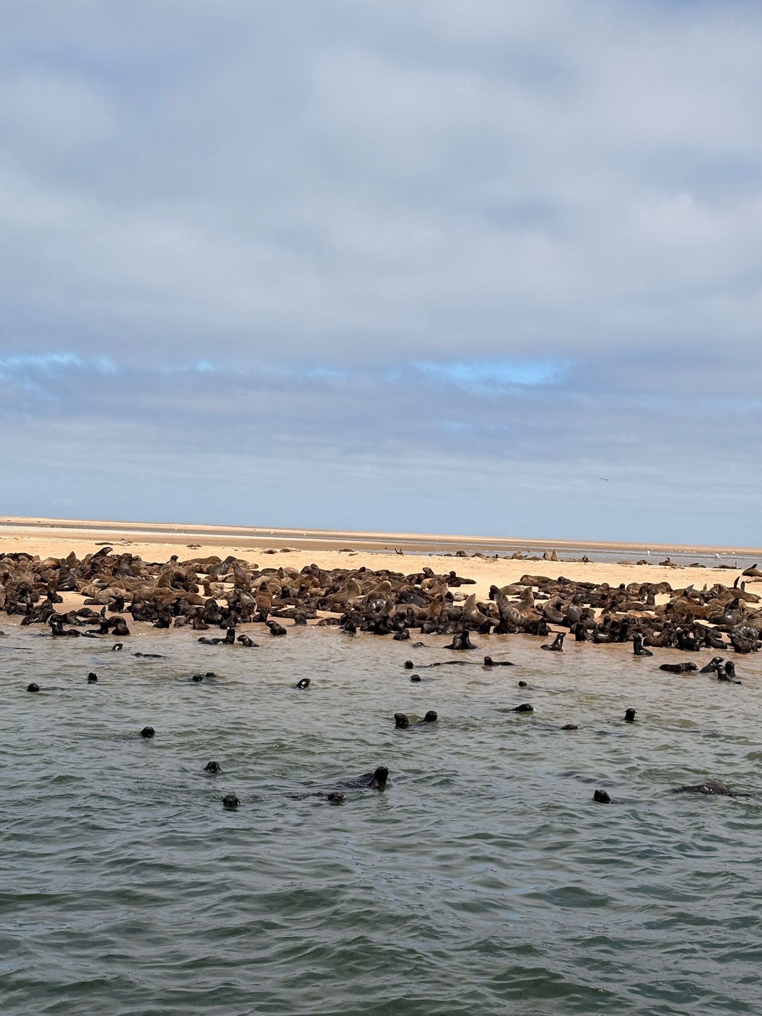 Walvis Bay — The Seal & Pelican Rain