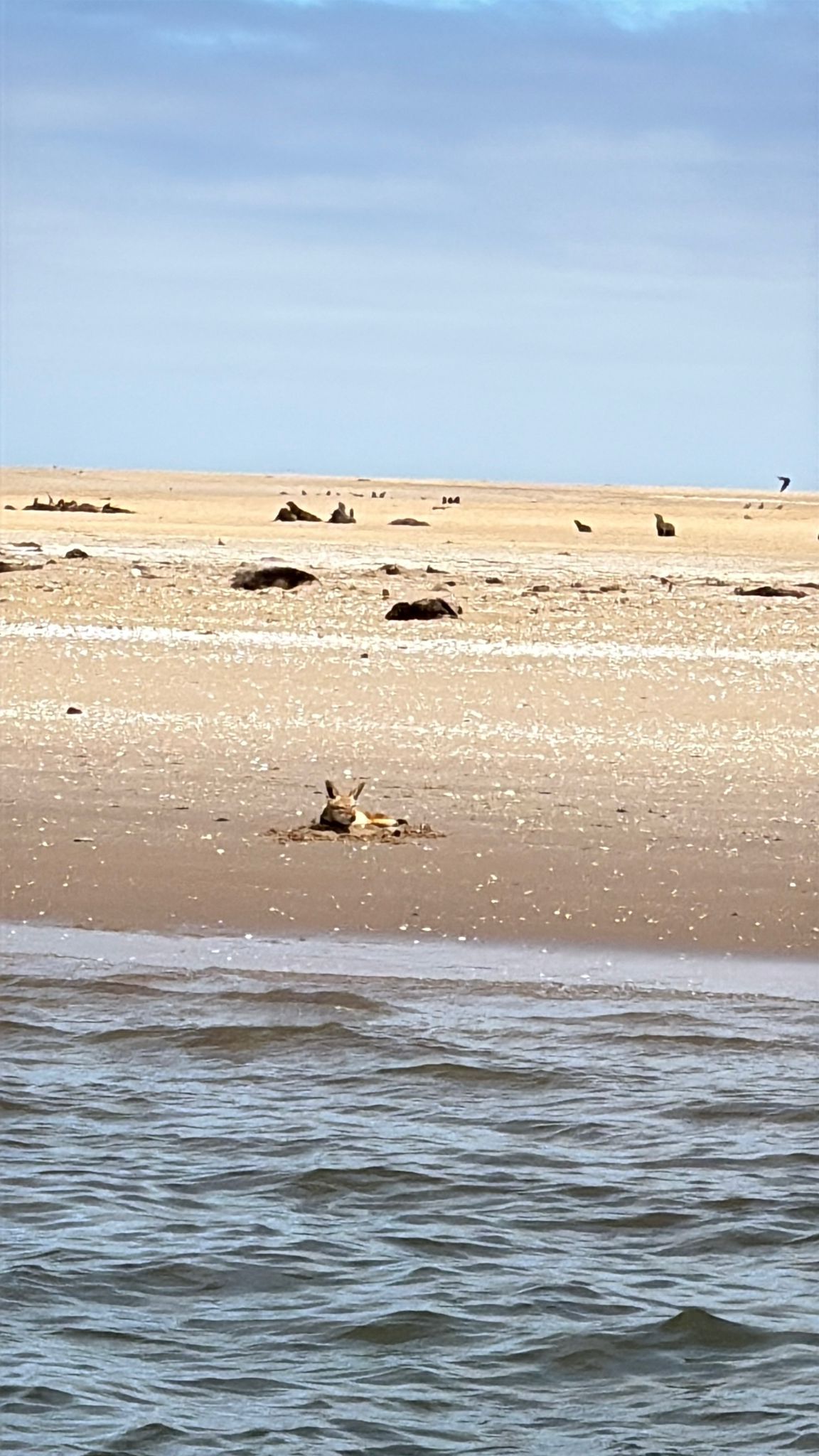 Walvis Bay — The Seal & Pelican Rain