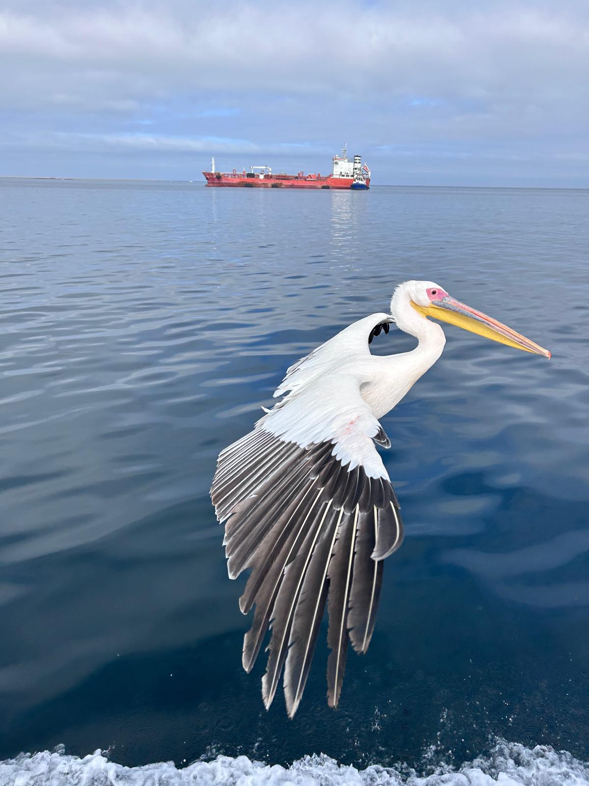 Walvis Bay — The Seal & Pelican Rain