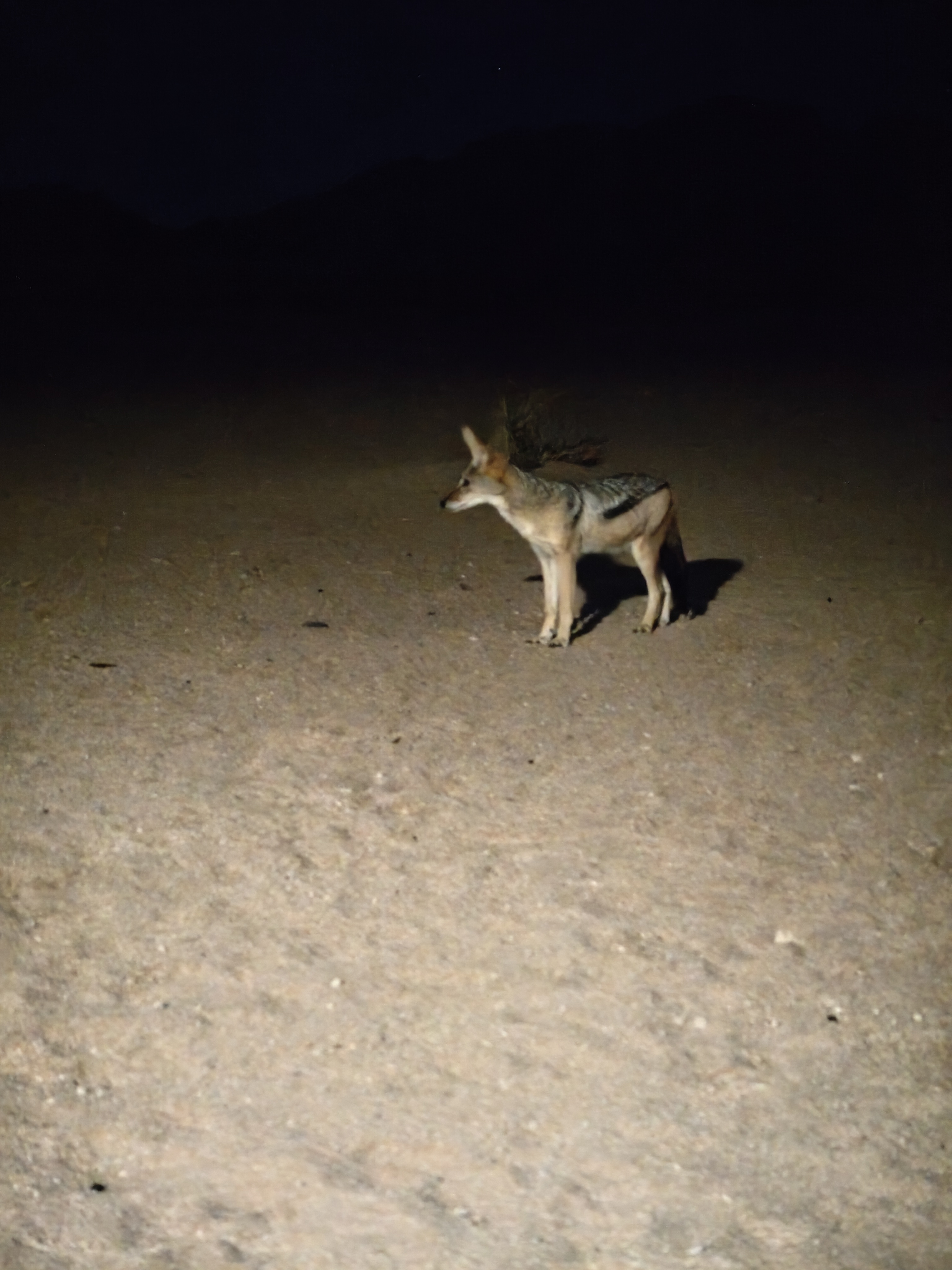 Sossusvlei — Dune 45 and Big Daddy
