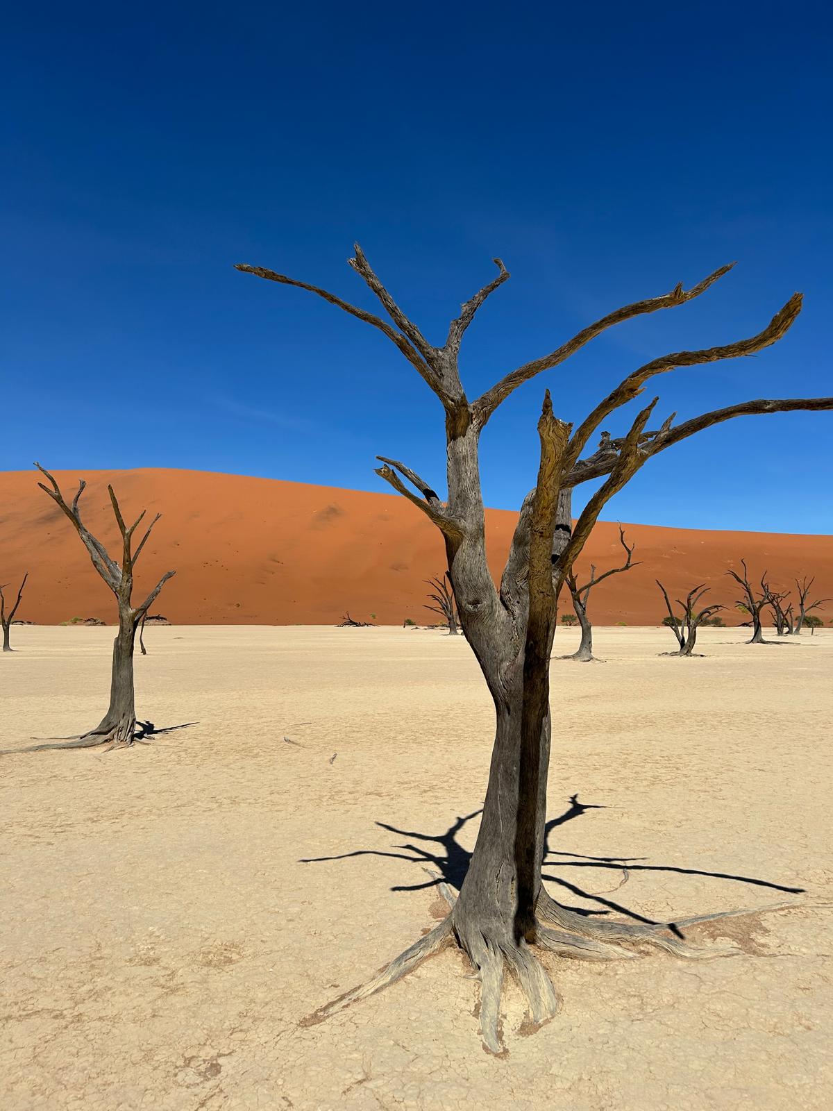Sossusvlei — Dune 45 and Big Daddy