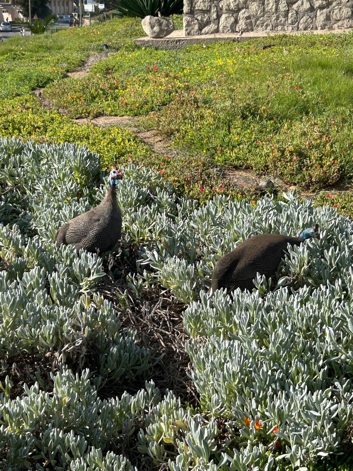 Sossusvlei → Swakopmund — Taking Care of the Three