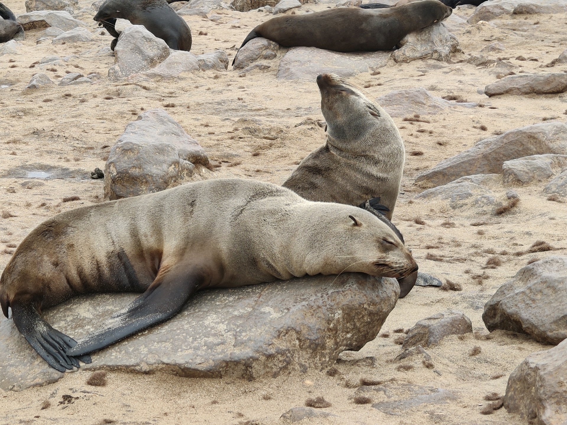 Swakopmund — Steering, Seals, and Damaraland