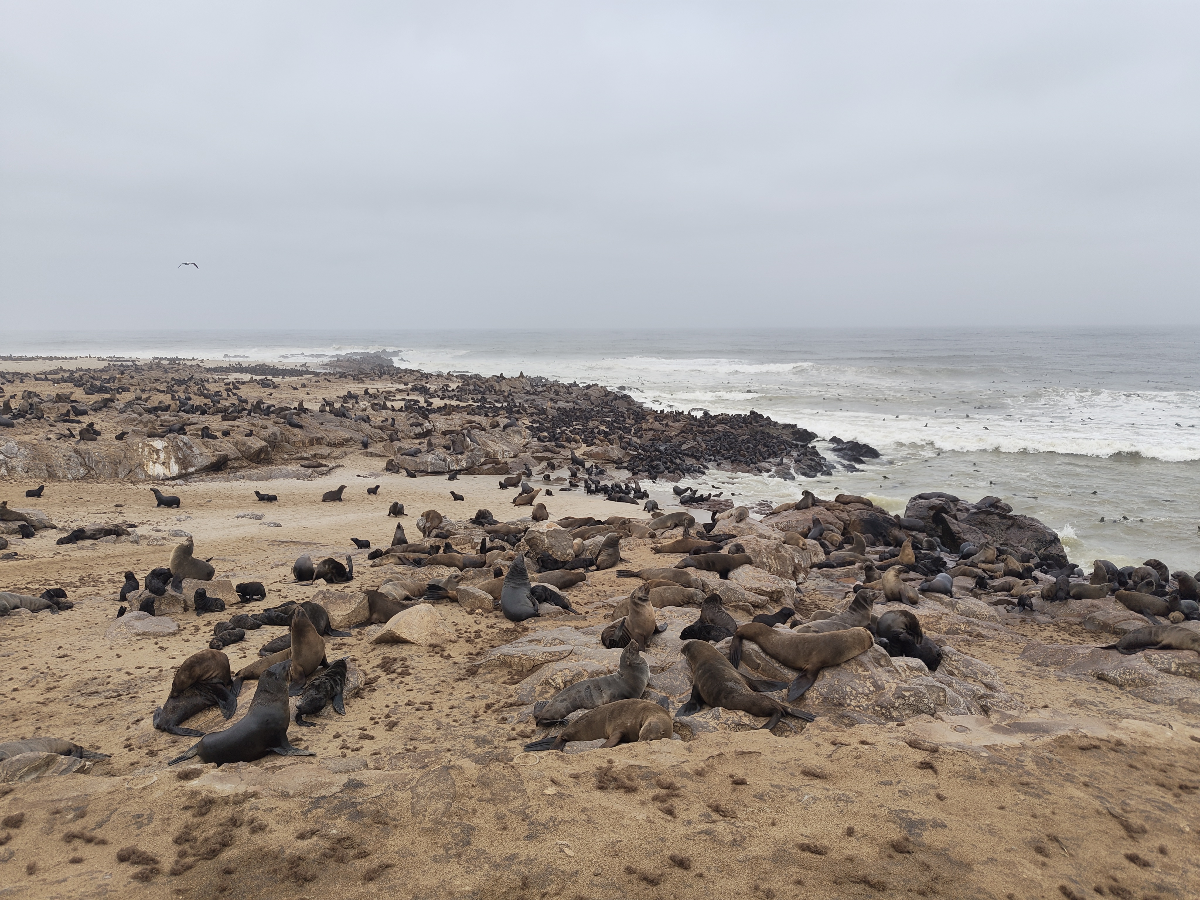 Swakopmund — Steering, Seals, and Damaraland