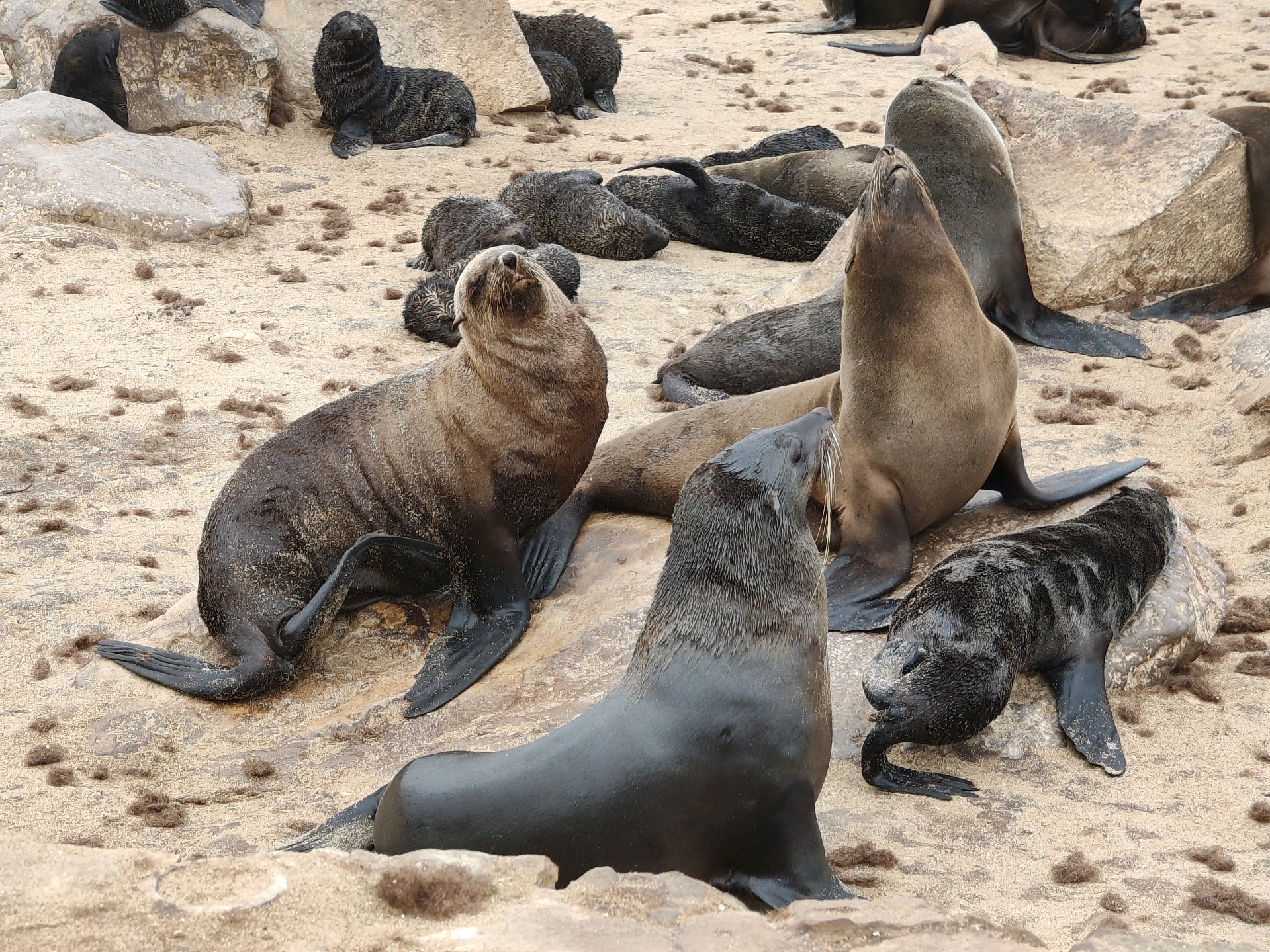 Swakopmund — Steering, Seals, and Damaraland