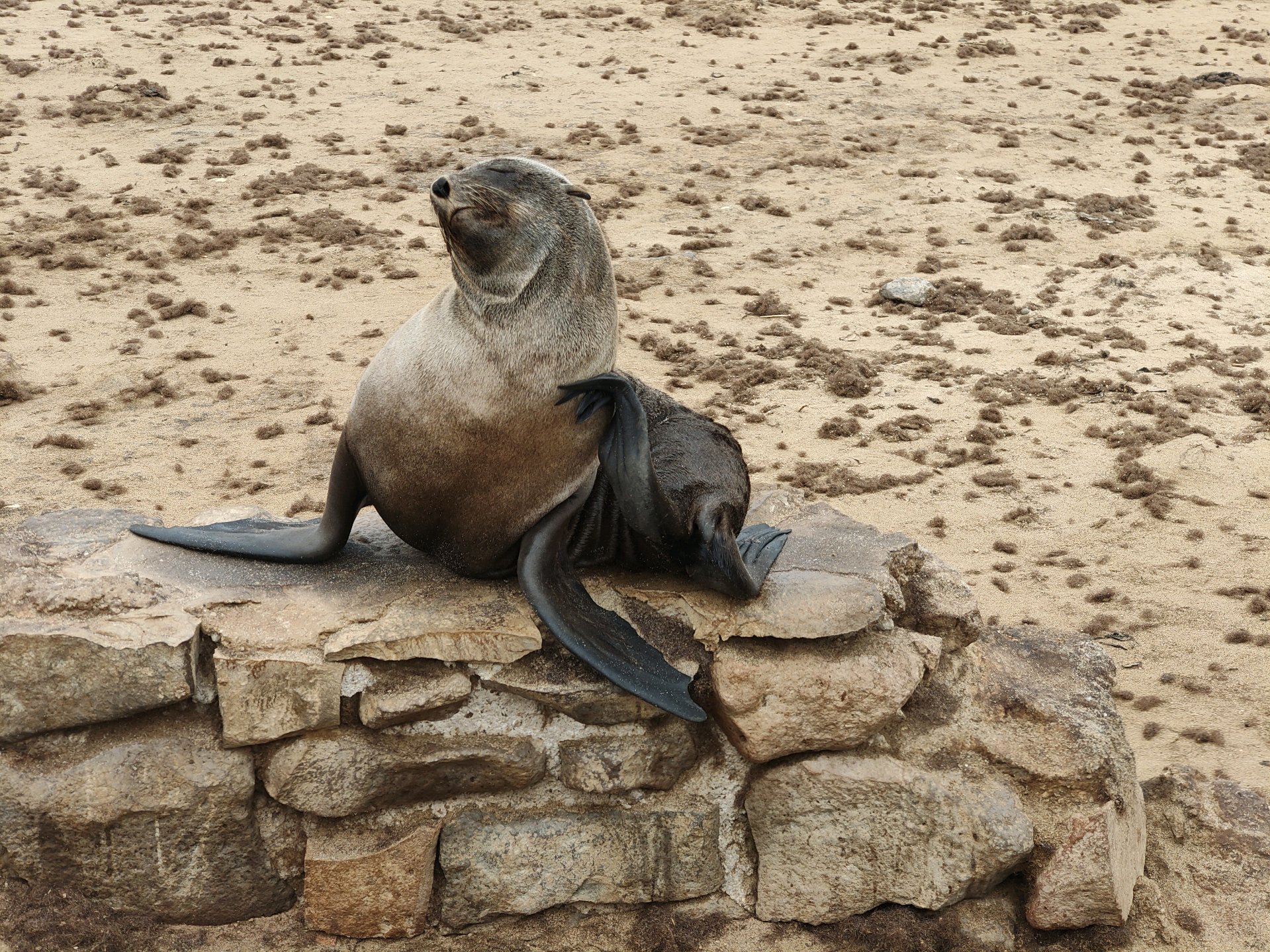 Swakopmund — Steering, Seals, and Damaraland