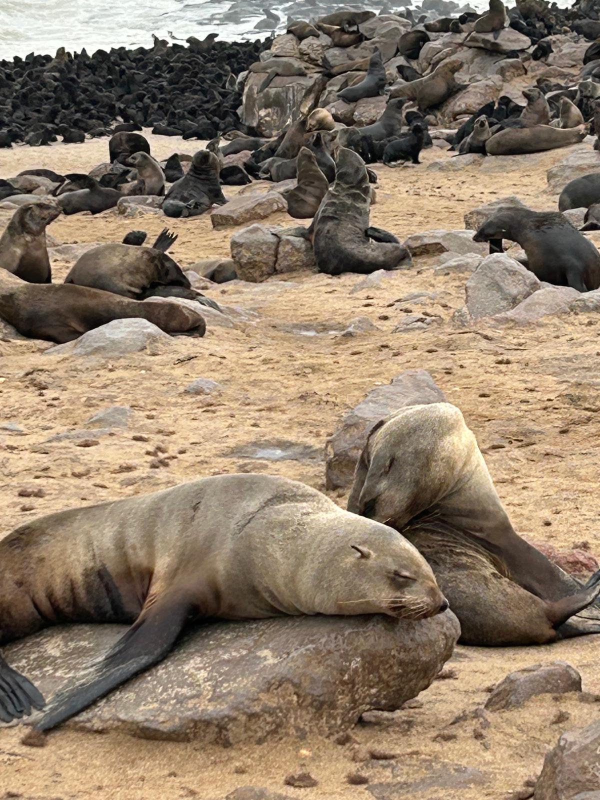 Swakopmund — Steering, Seals, and Damaraland