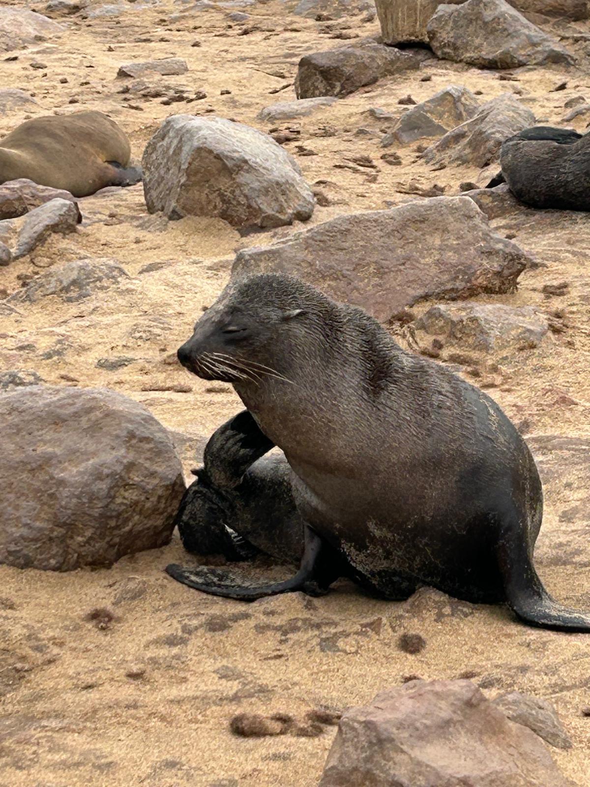 Swakopmund — Steering, Seals, and Damaraland