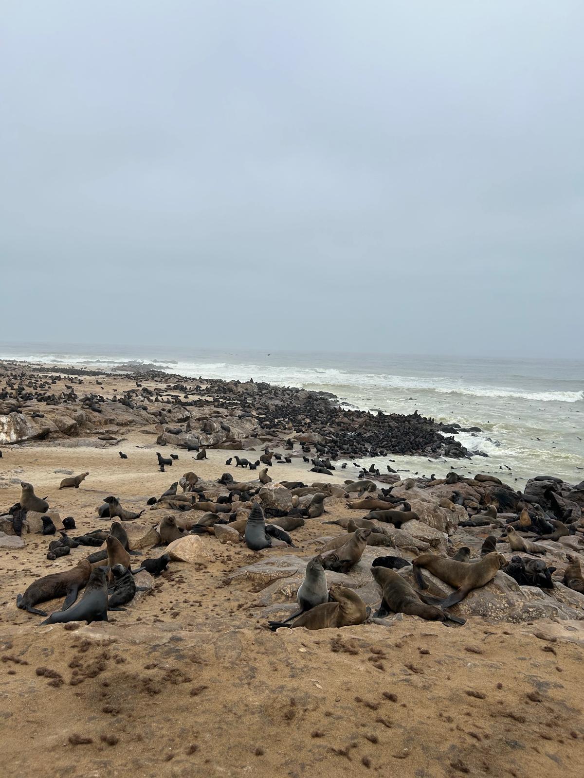 Swakopmund — Steering, Seals, and Damaraland