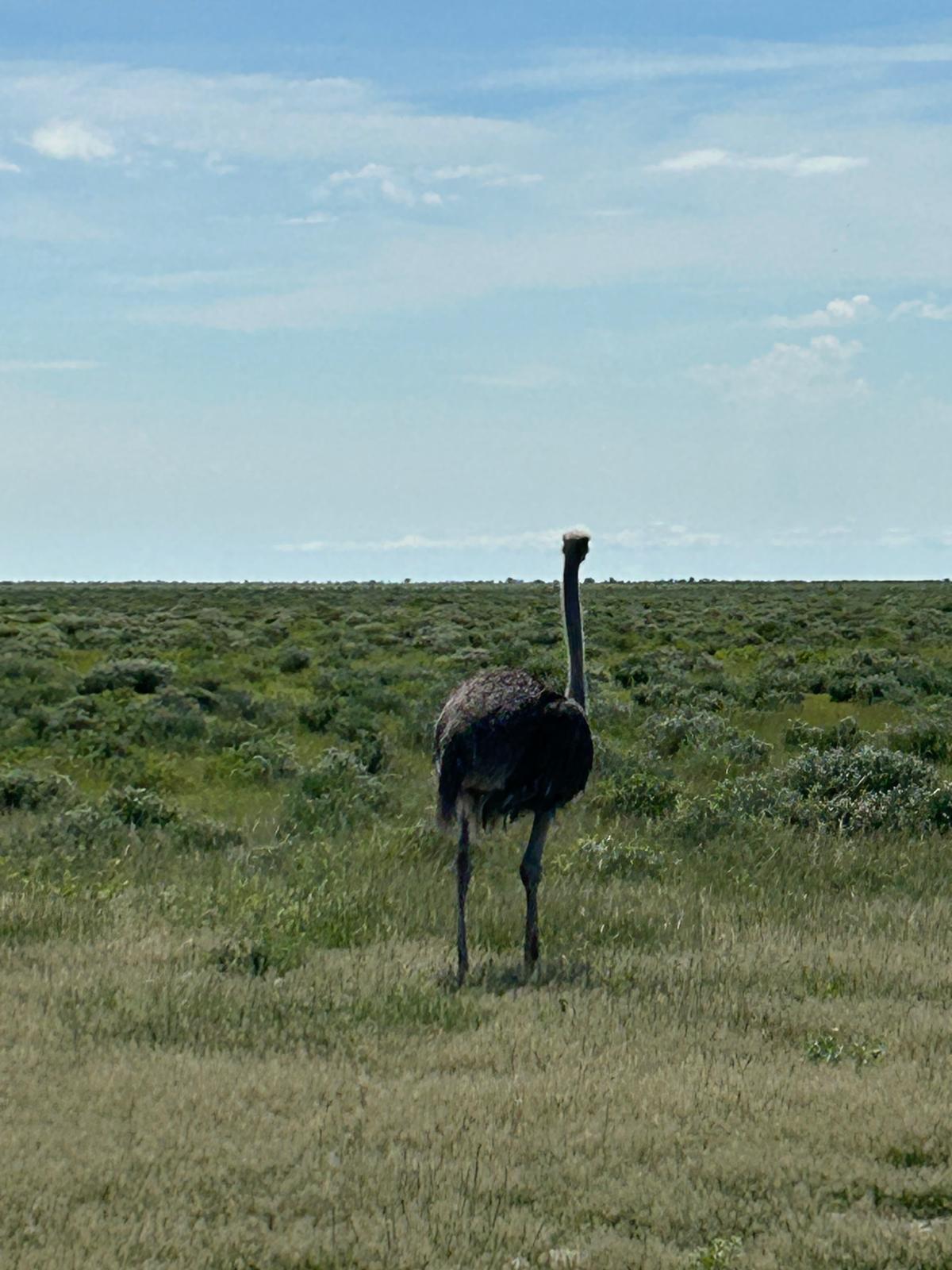 Khorixas → Etosha — Birthdays, Springbok, and a Storm