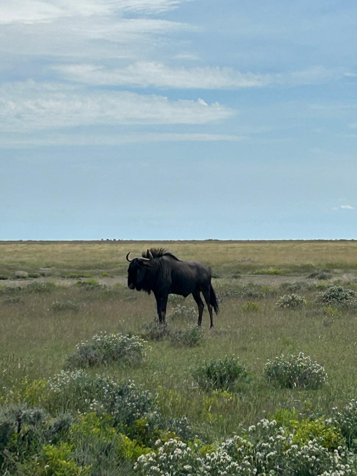 Khorixas → Etosha — Birthdays, Springbok, and a Storm