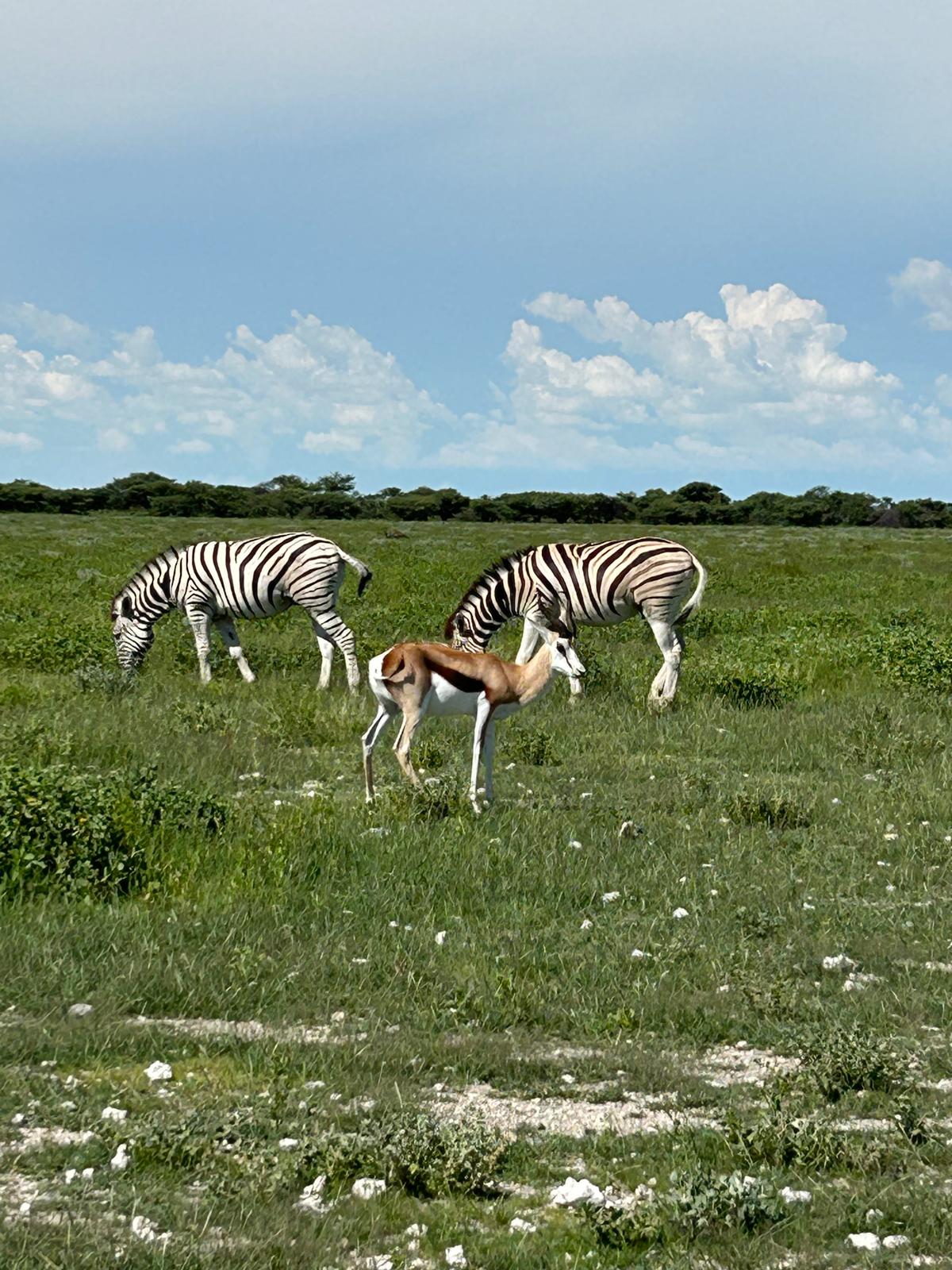Khorixas → Etosha — Birthdays, Springbok, and a Storm