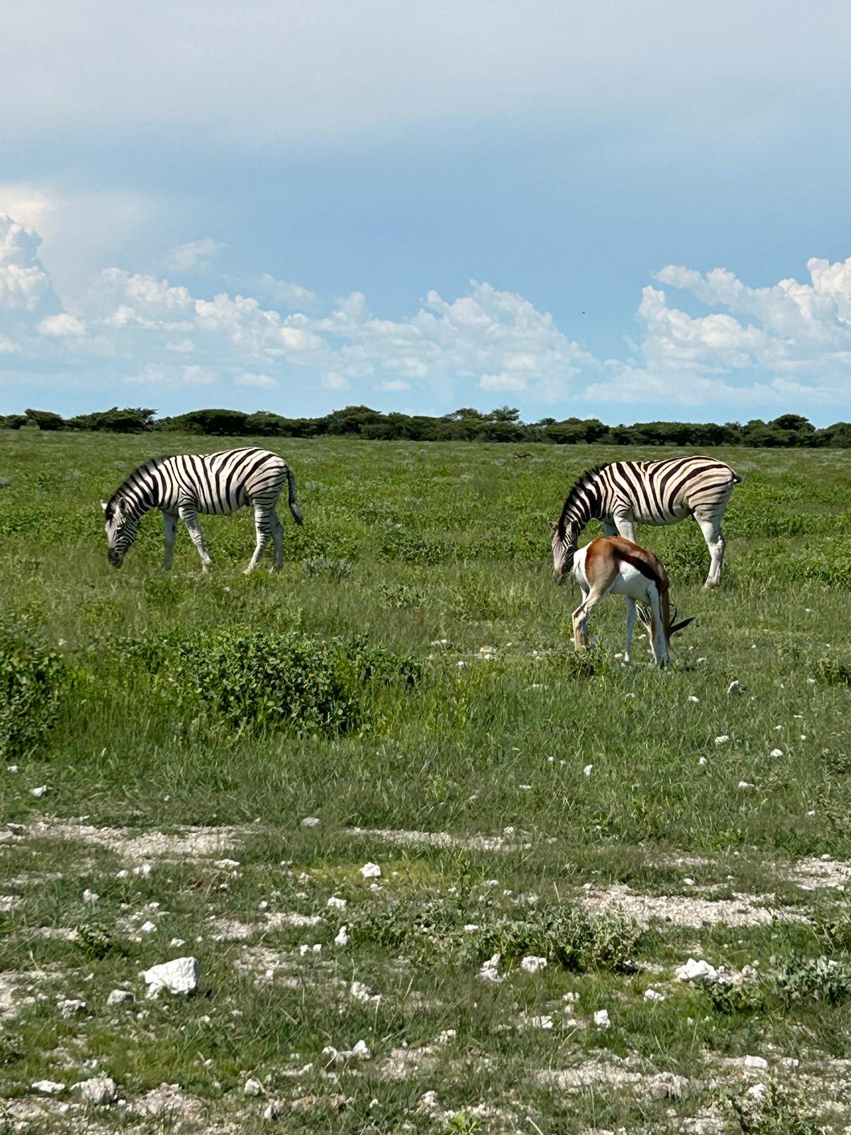 Khorixas → Etosha — Birthdays, Springbok, and a Storm