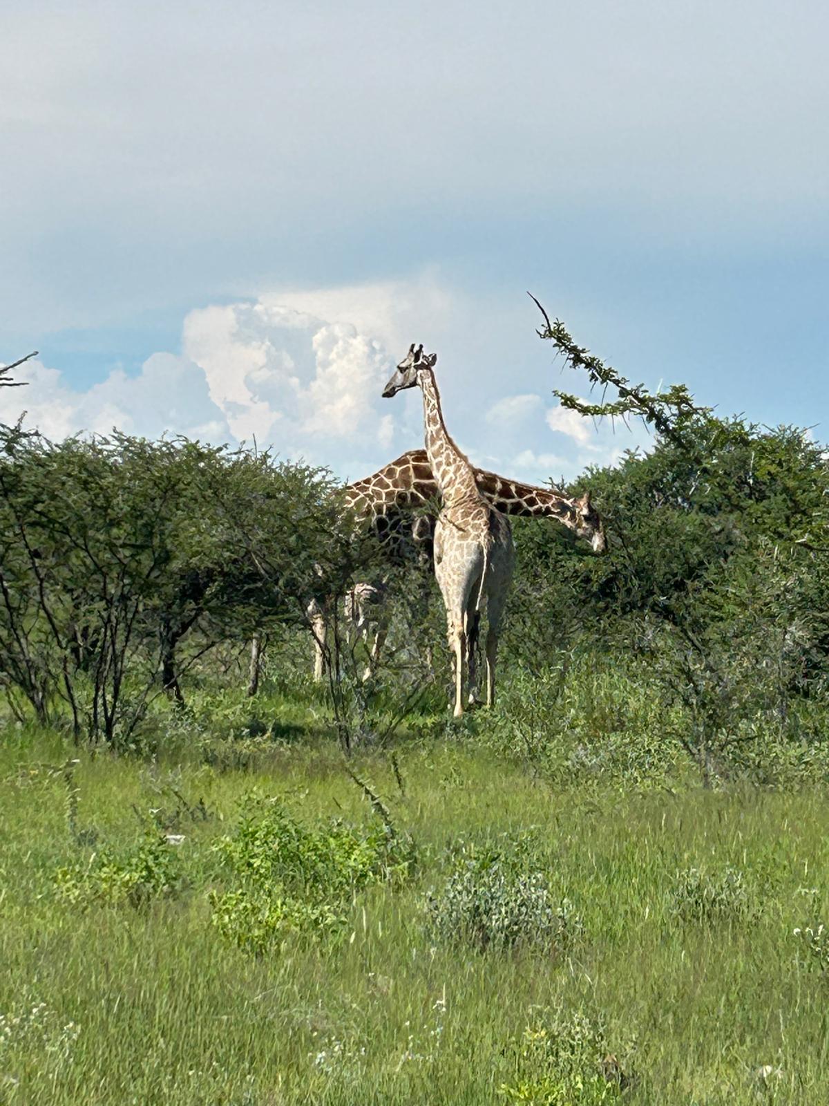 Khorixas → Etosha — Birthdays, Springbok, and a Storm
