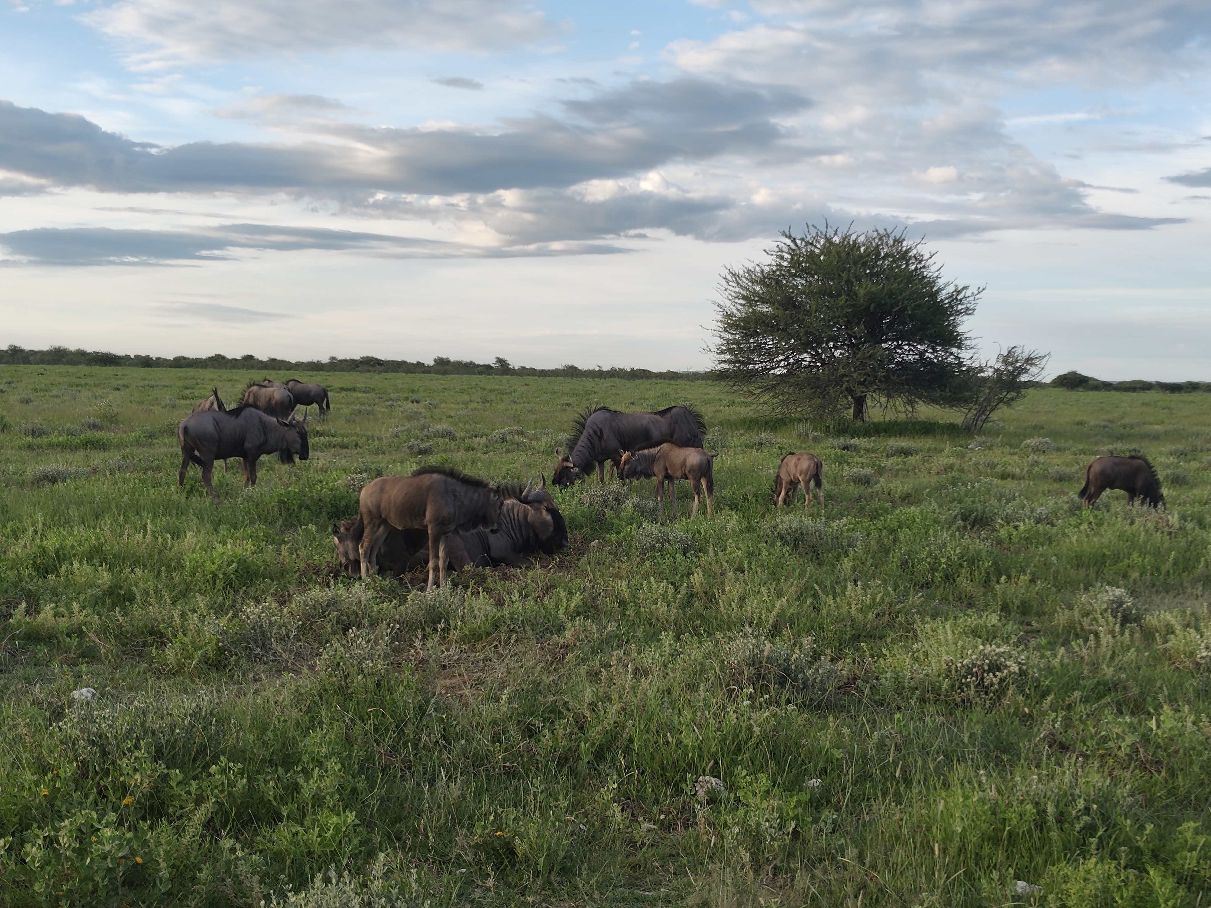 Etosha → Rundu — Lions, a Flooded Track, and the Okavango