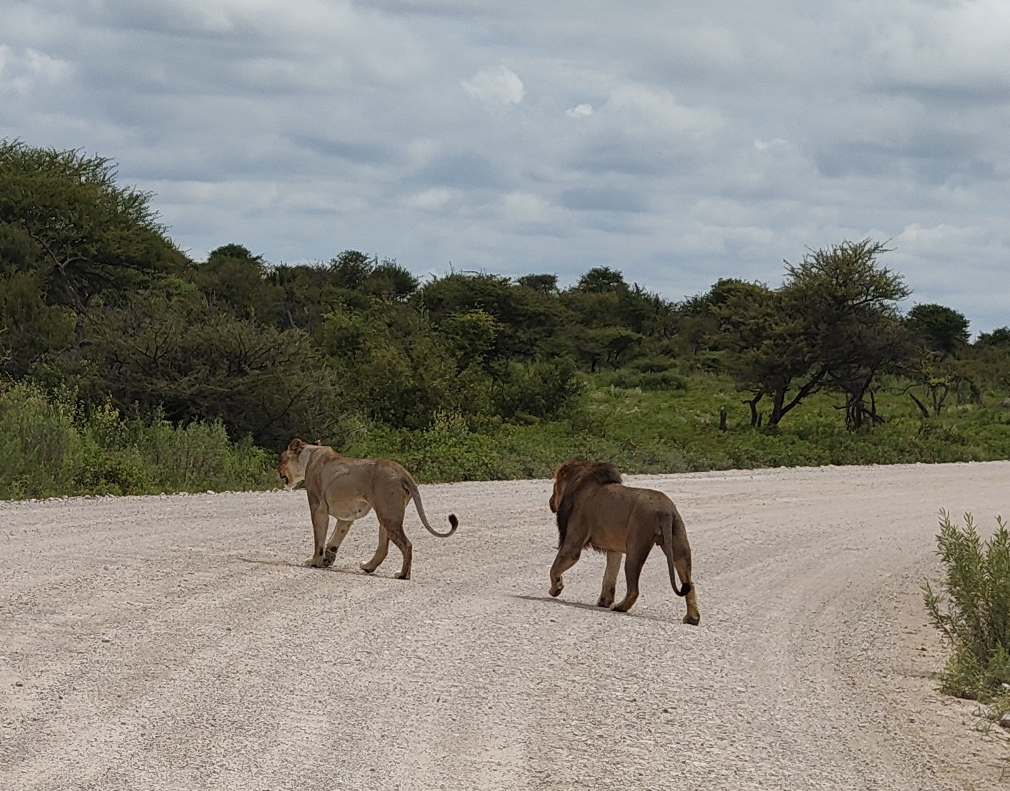 Etosha → Rundu — Lions, a Flooded Track, and the Okavango