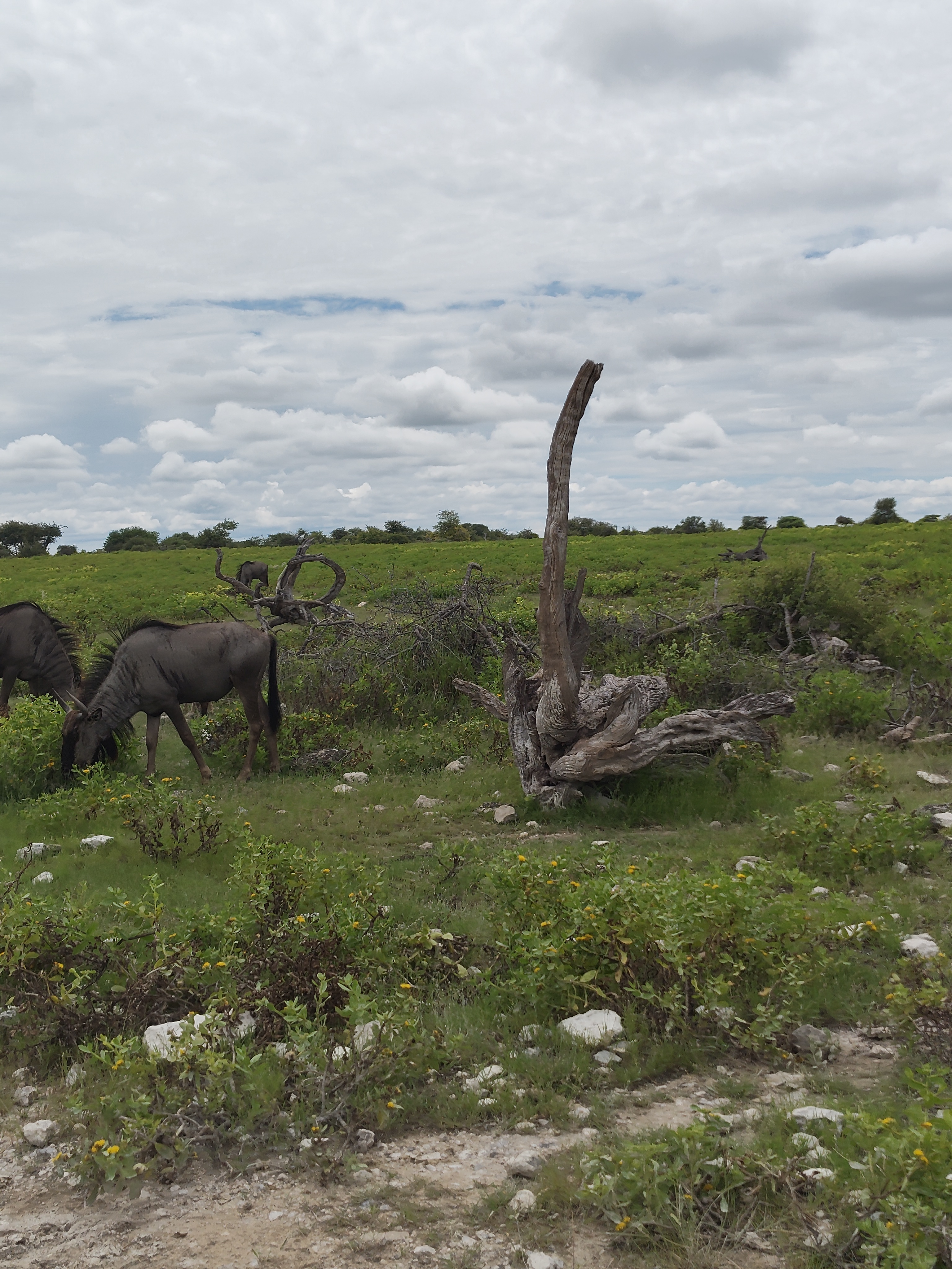 Etosha → Rundu — Lions, a Flooded Track, and the Okavango