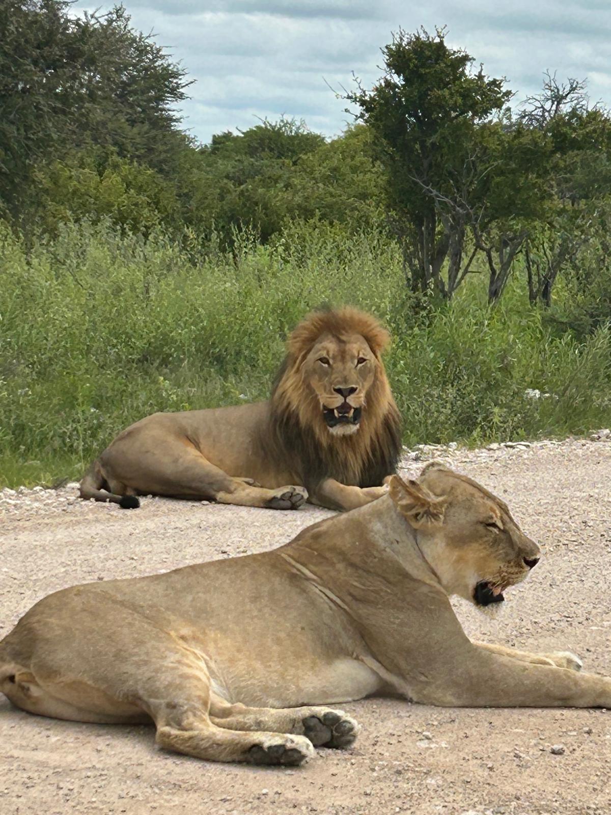 Etosha → Rundu — Lions, a Flooded Track, and the Okavango
