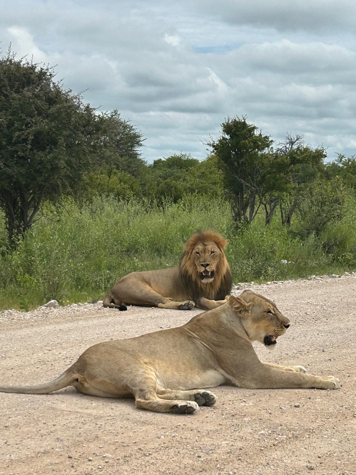 Etosha → Rundu — Lions, a Flooded Track, and the Okavango